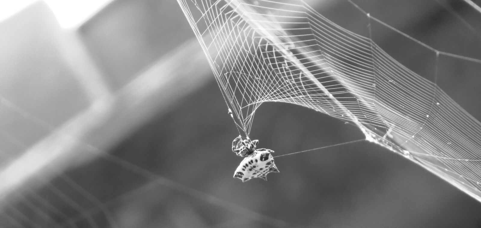 Canon PowerShot SX50 HS sample photo. Nature, insects, armenia photography