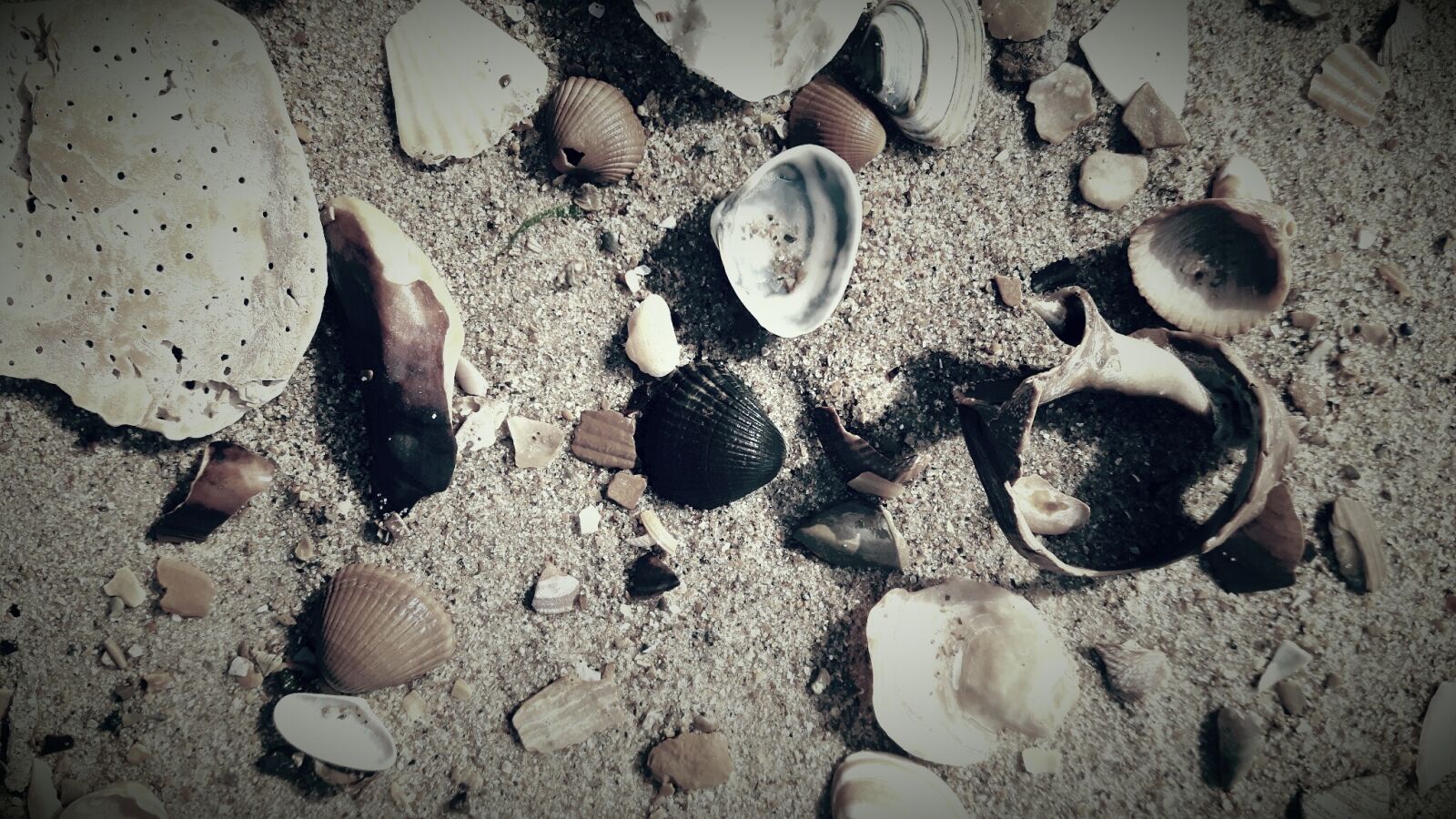 Samsung Galaxy S5 Neo sample photo. Shells, beach, belgium photography