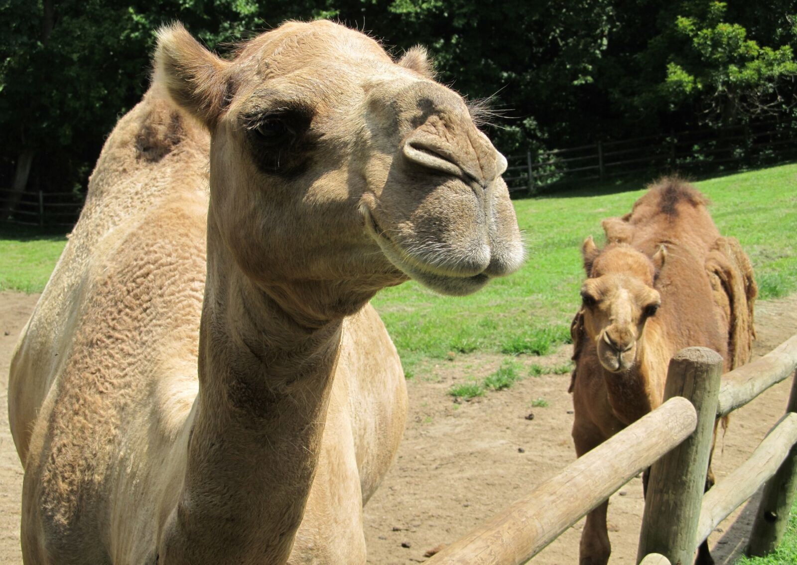 Canon PowerShot SX130 IS sample photo. Camel, mother, baby photography