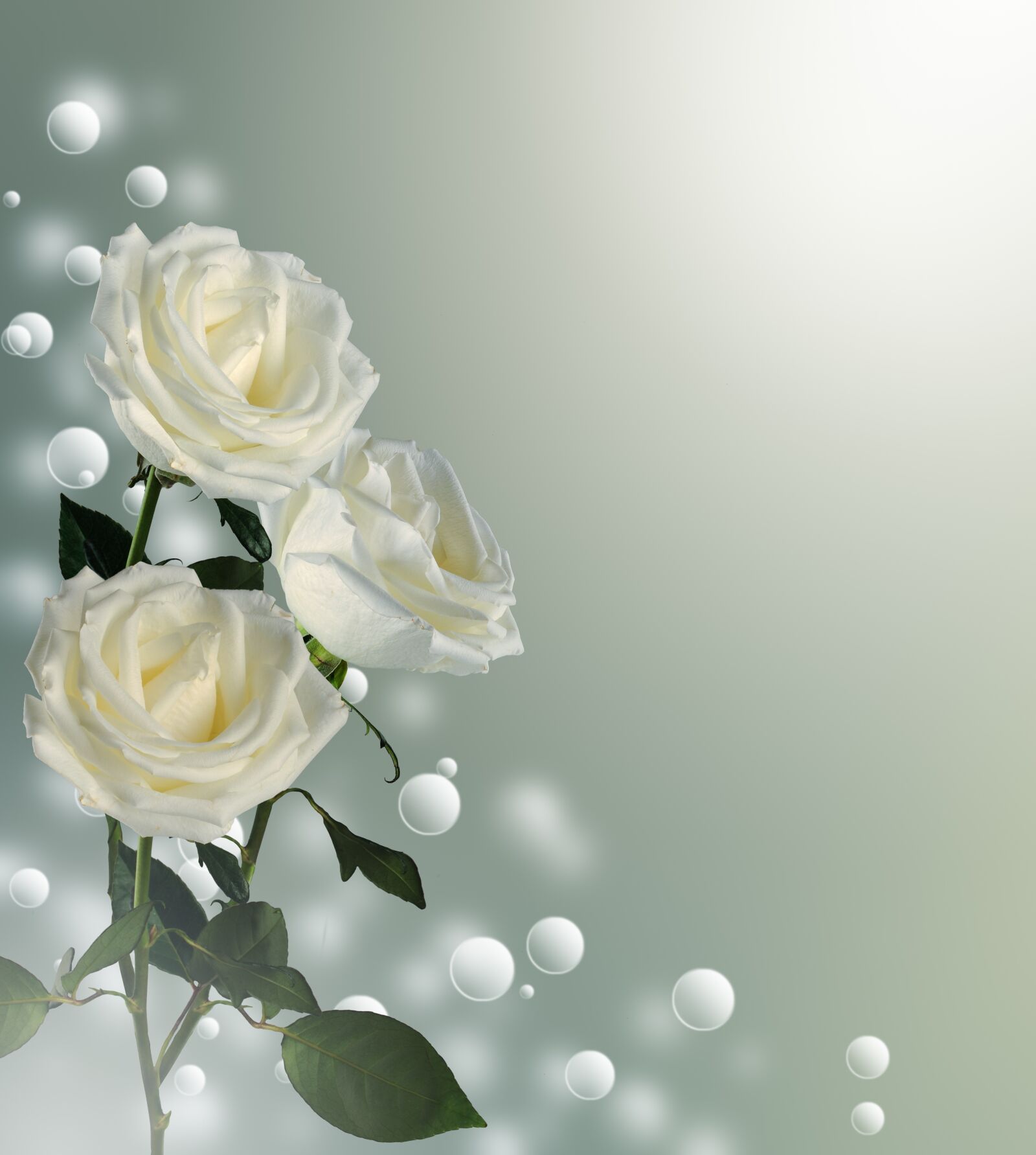 Nikon D5000 sample photo. Rose, bouquet, postcard photography