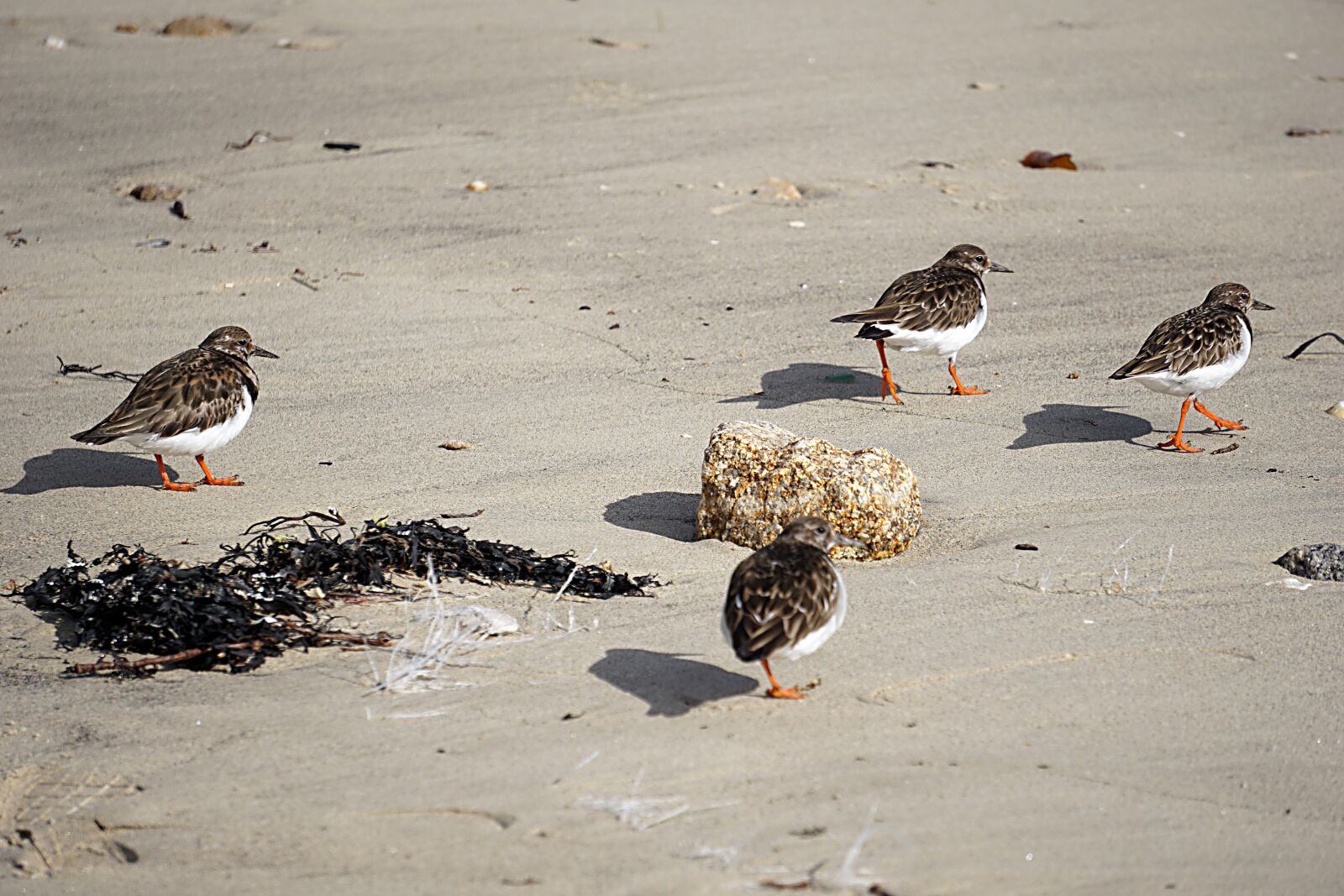 Sony a6000 sample photo. Birds, plovers, wild photography