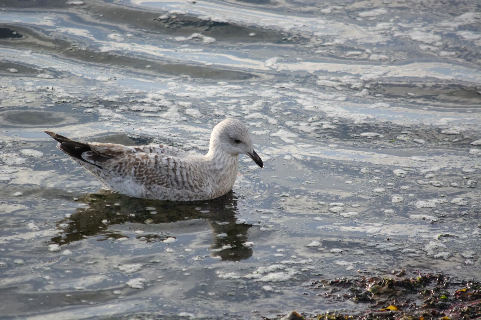 Nikon D5200 sample photo. Bird, body of water photography