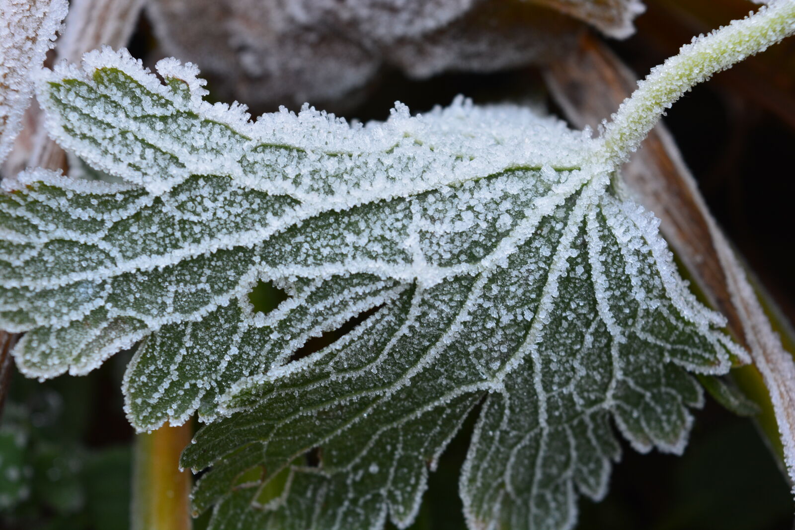 Nikon D5200 sample photo. Leave, winter, winter, leave photography