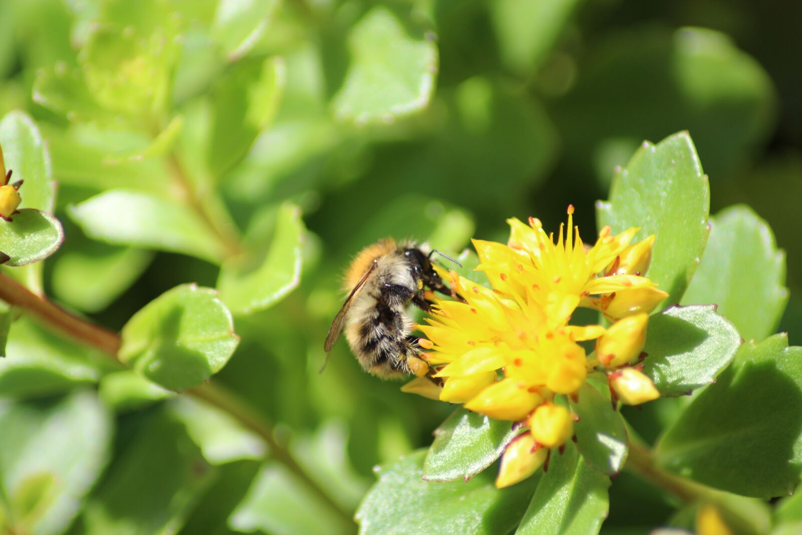 Canon EOS 1300D (EOS Rebel T6 / EOS Kiss X80) sample photo. Hummel, acker hummel, sedum photography