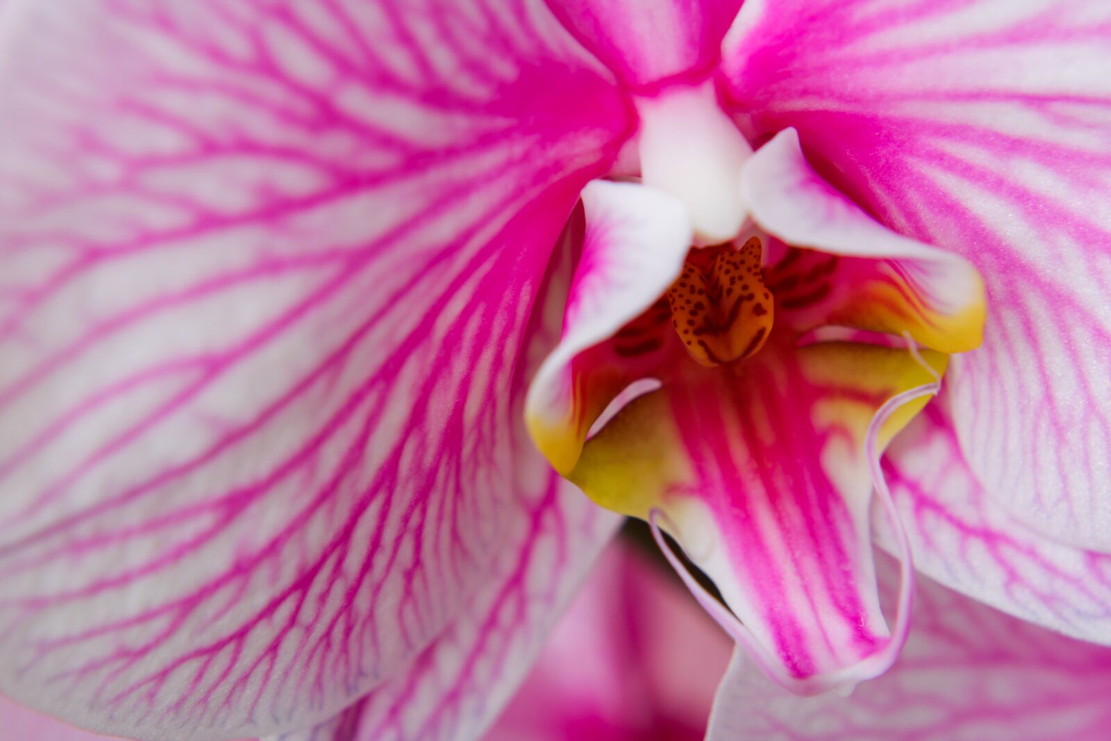 Canon EOS 2000D (EOS Rebel T7 / EOS Kiss X90 / EOS 1500D) sample photo. Orchid, ornamental plant, orchidaceae photography