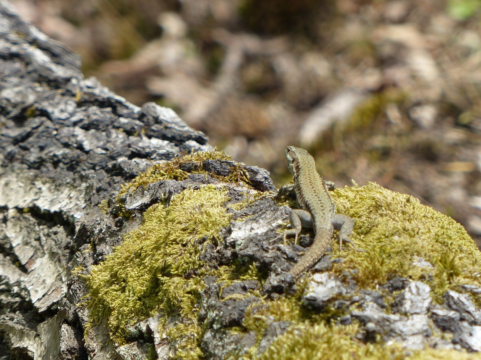 Panasonic Lumix DMC-FZ200 sample photo. Lizard, amphibian, forest photography