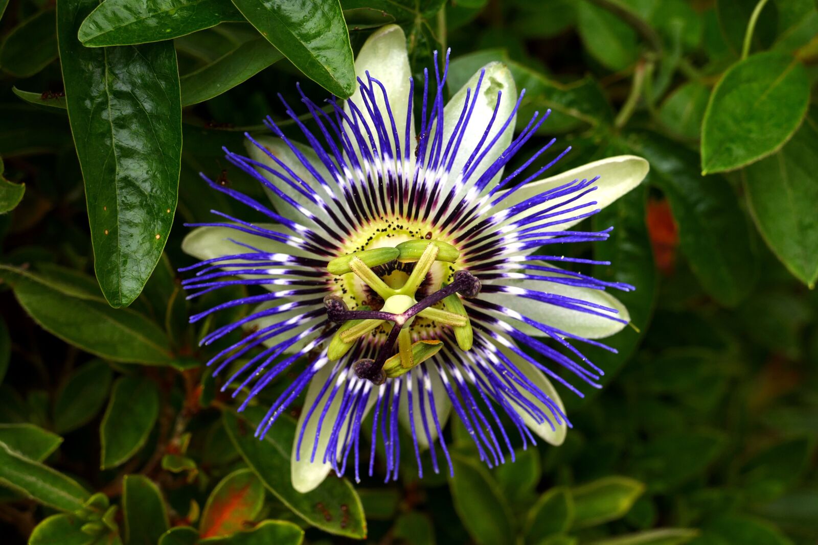 Panasonic Lumix DMC-FZ1000 sample photo. Passion flower, park, flower photography