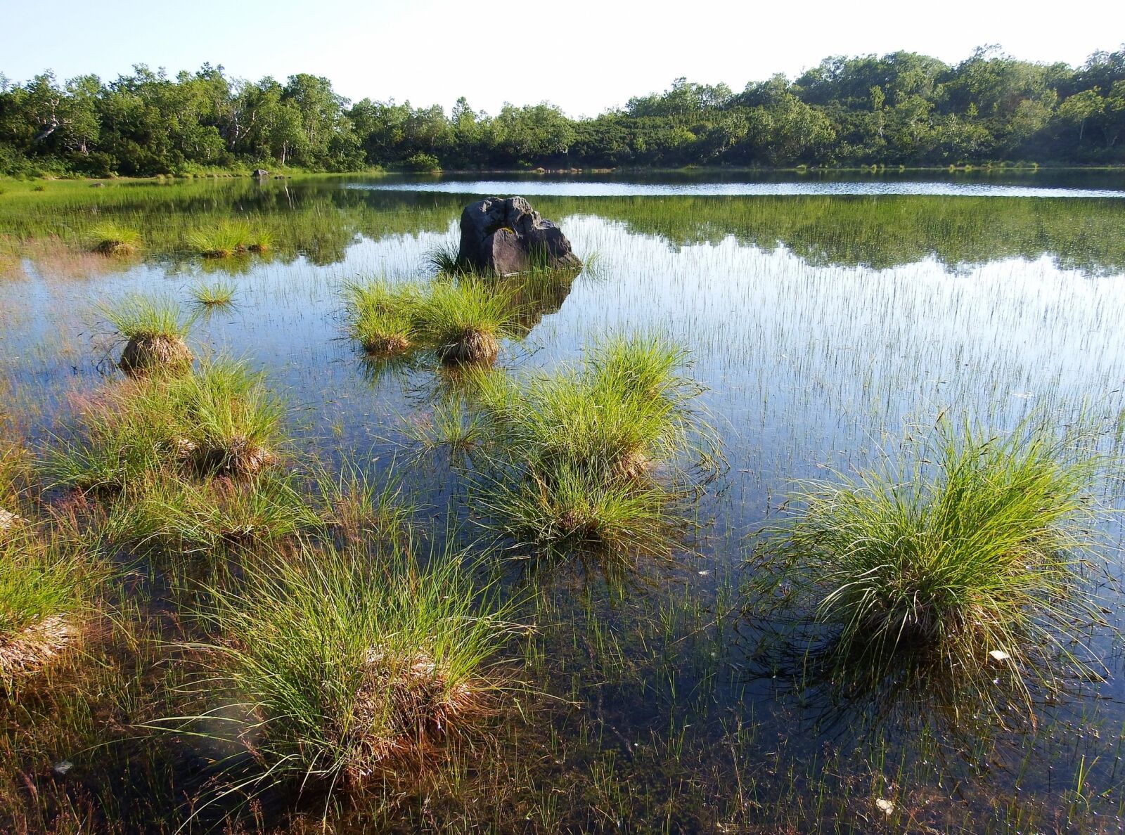 Fujifilm FinePix S1 sample photo. Forest lake, forest, mountains photography