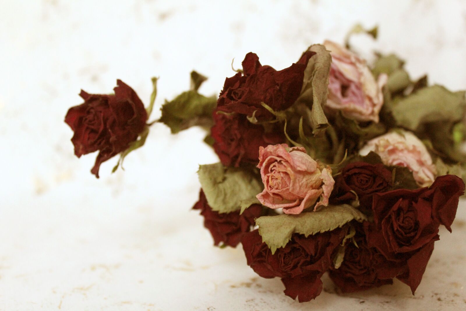 Canon EOS 600D (Rebel EOS T3i / EOS Kiss X5) sample photo. Shabby, roses, dry roses photography