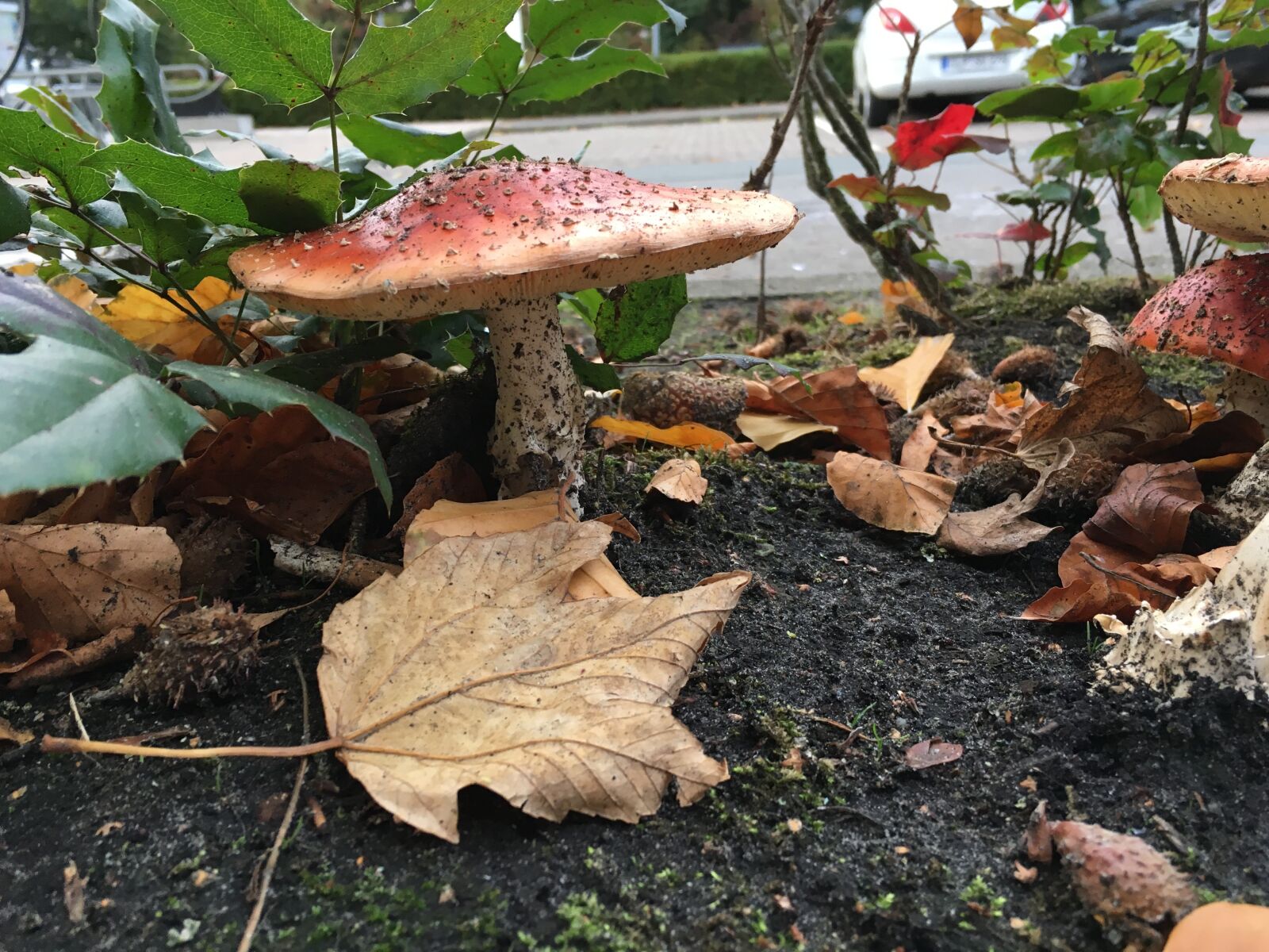 Apple iPhone 6s sample photo. Fly agaric, toxic, autumn photography