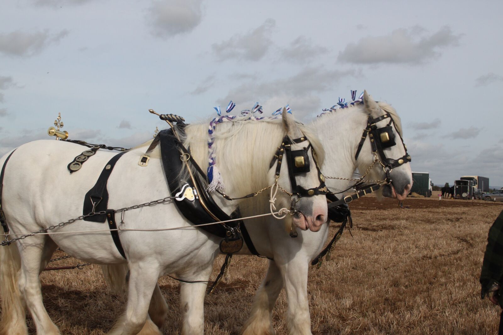 Canon EOS 500D (EOS Rebel T1i / EOS Kiss X3) sample photo. Horses, ploughing, plough photography