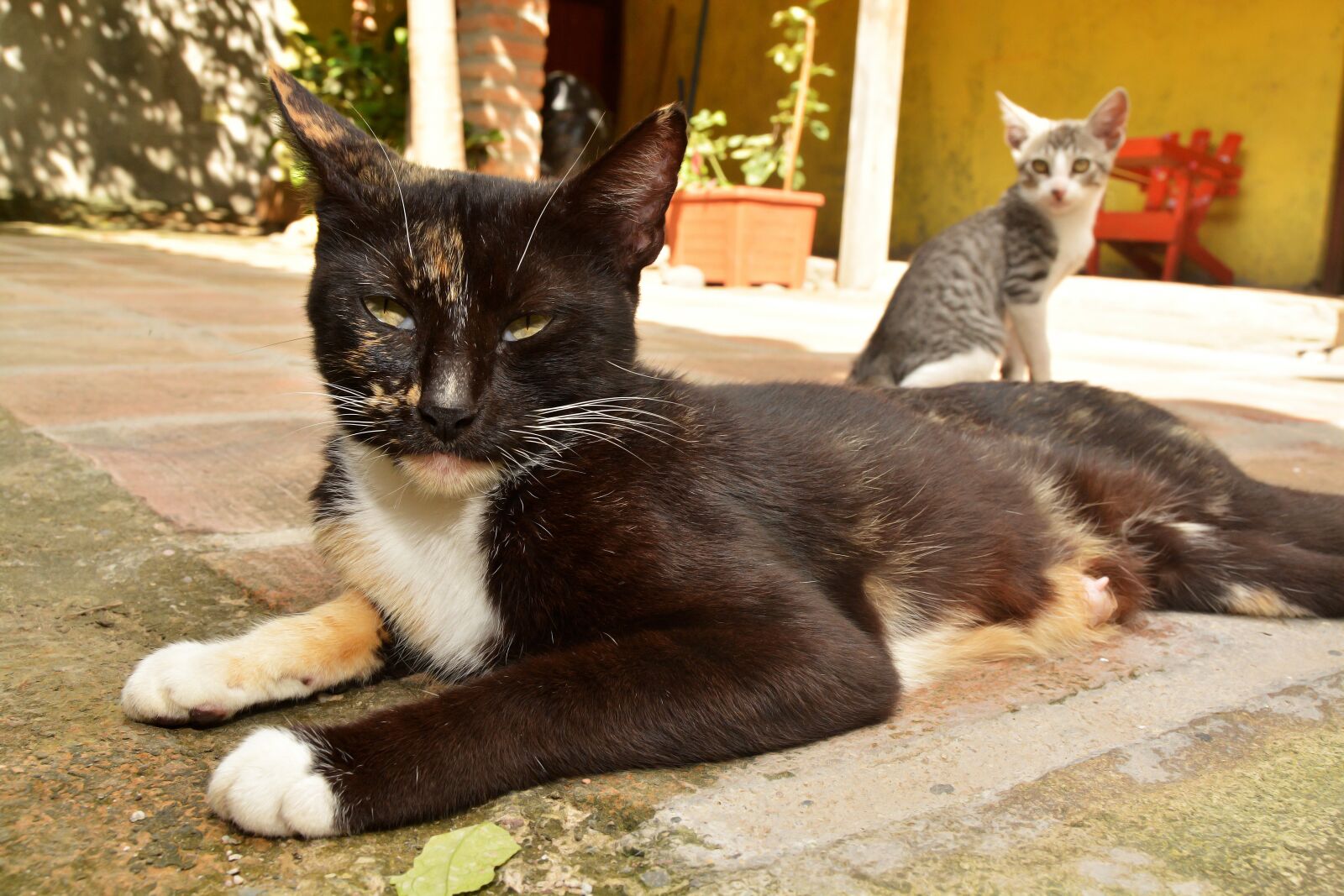 Nikon D5200 sample photo. Cat, pet, feline photography
