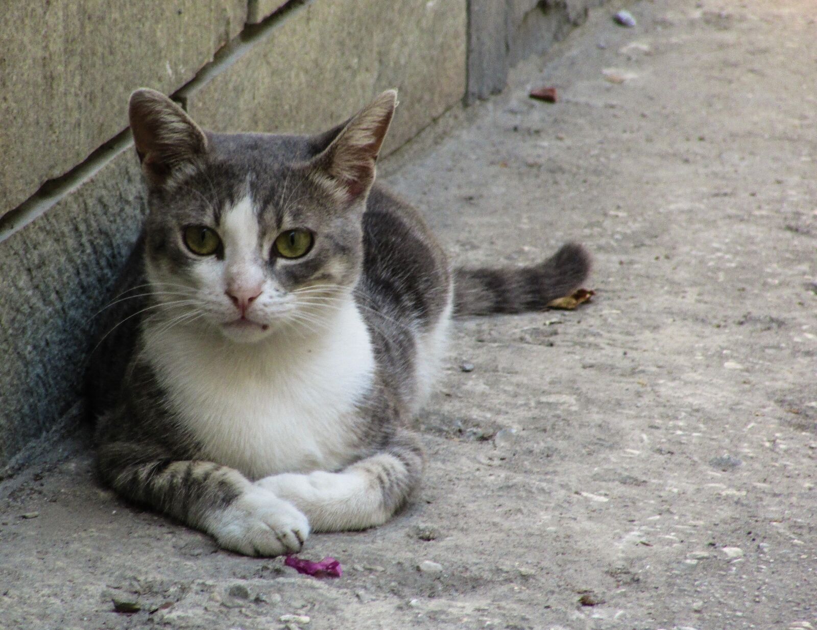 Canon PowerShot SX400 IS sample photo. Cat, stray, grey photography