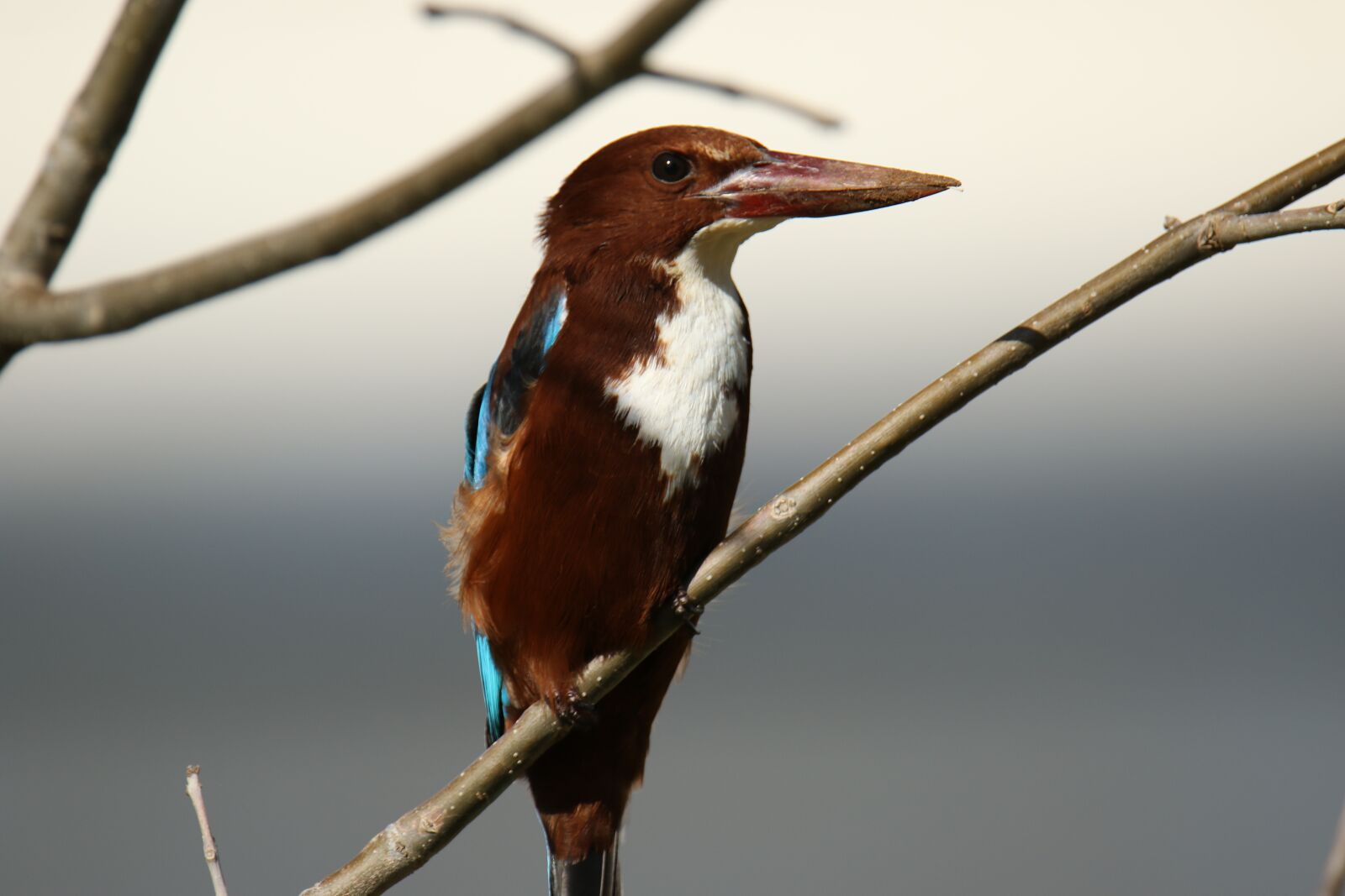 Canon EOS 7D Mark II sample photo. Animal, bird, kingfisher photography