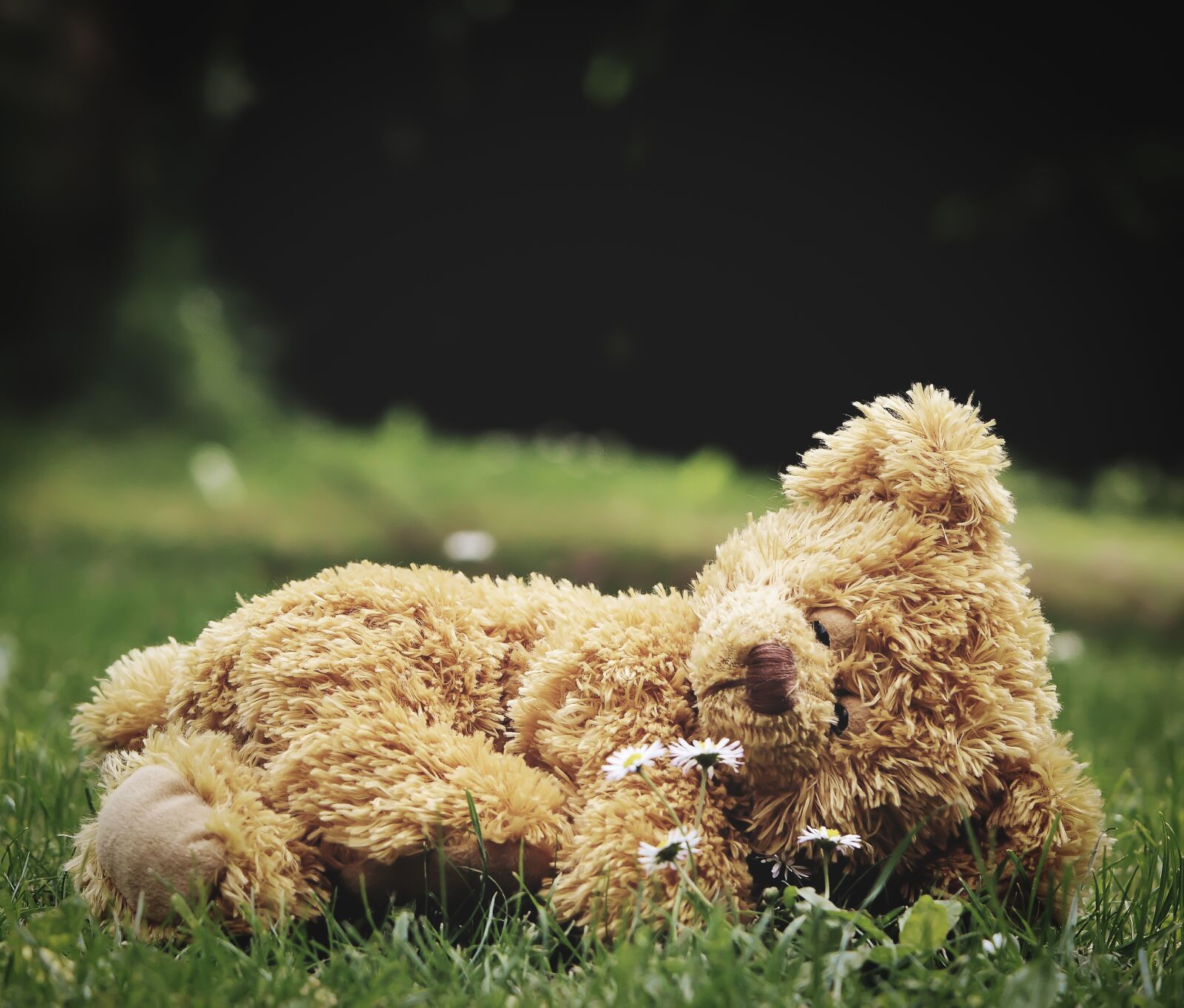 Nikon D3200 sample photo. Teddy, lonely, teddy bear photography