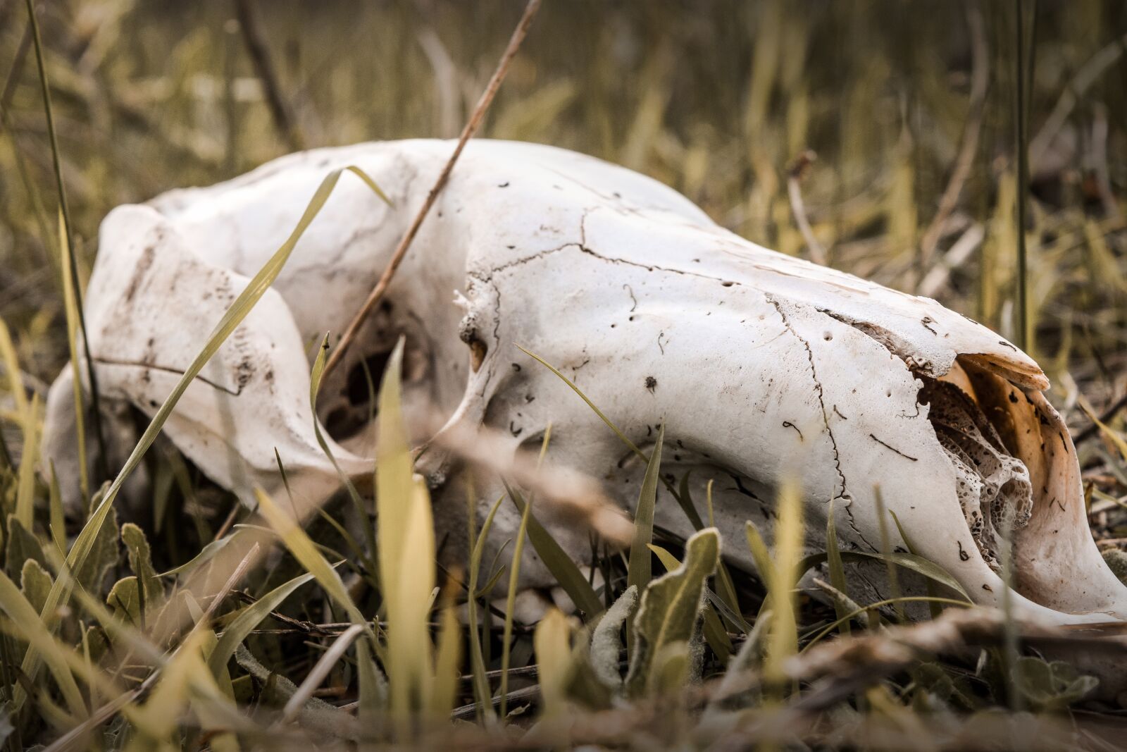 Nikon D3300 sample photo. Death, bones, skull photography