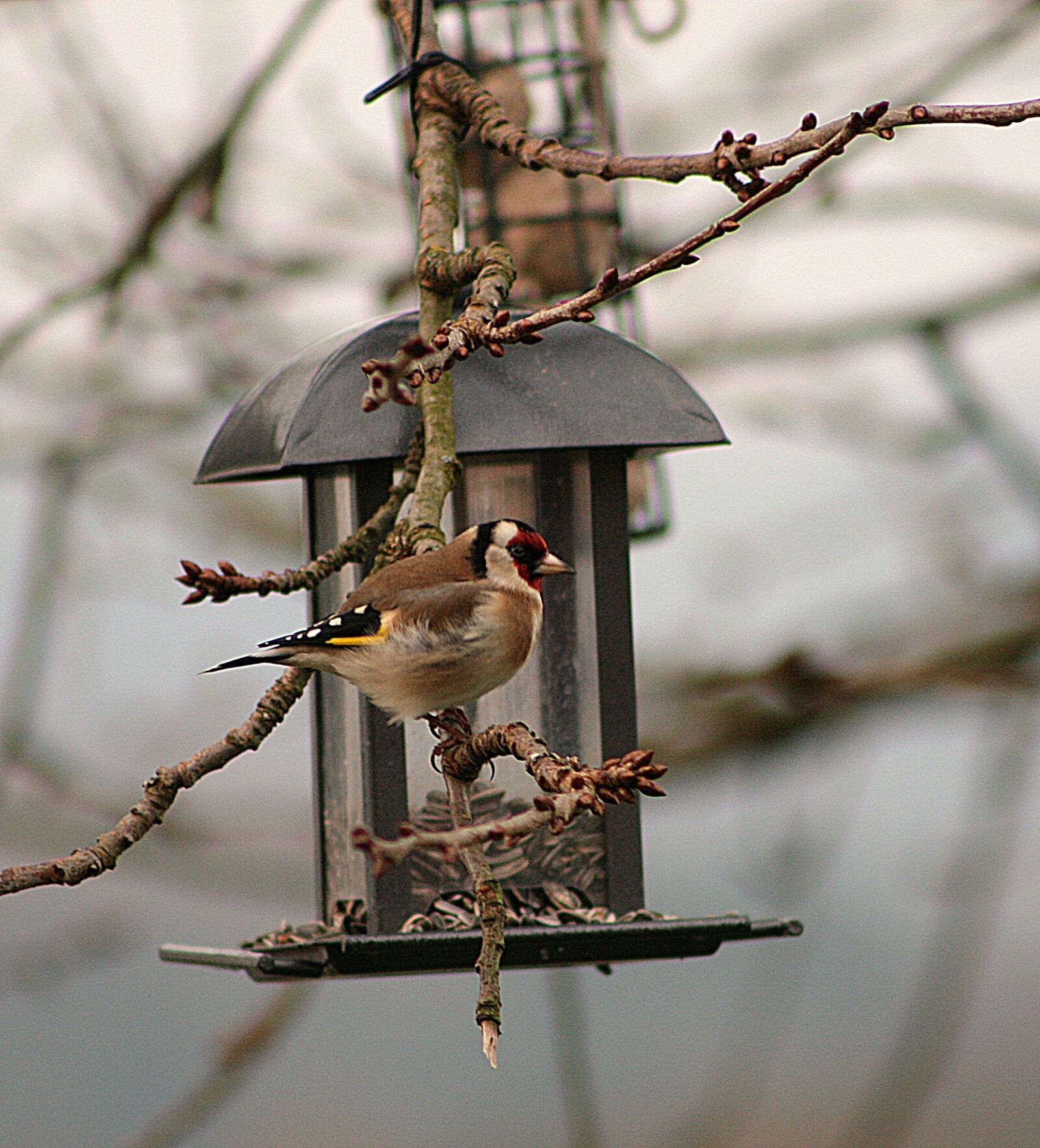 Canon EOS 400D (EOS Digital Rebel XTi / EOS Kiss Digital X) sample photo. Bird, animal world, goldfinch photography