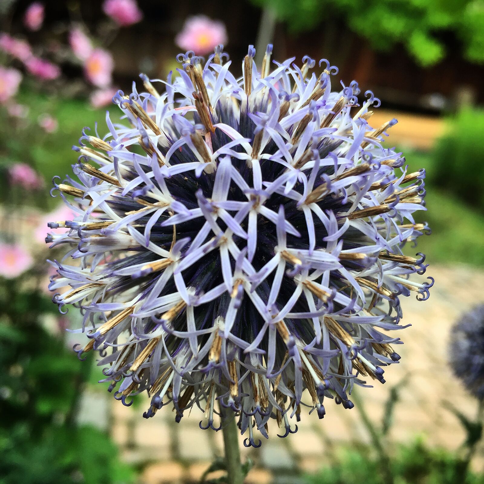 Apple iPhone 6 sample photo. Flower, plant, nature photography