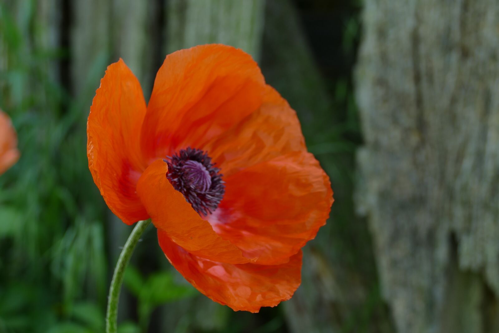 Panasonic Lumix DMC-FZ1000 sample photo. Oriental poppy, flower, blooming photography