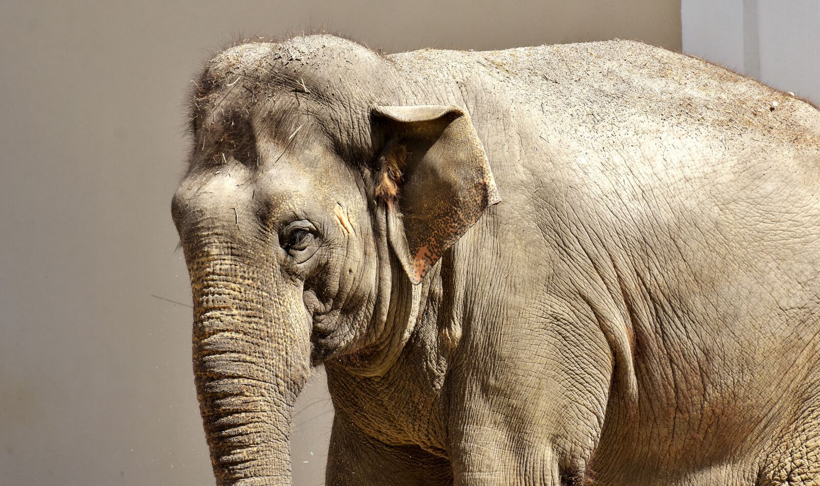 Nikon D7200 sample photo. Elephant, pachyderm, animal photography