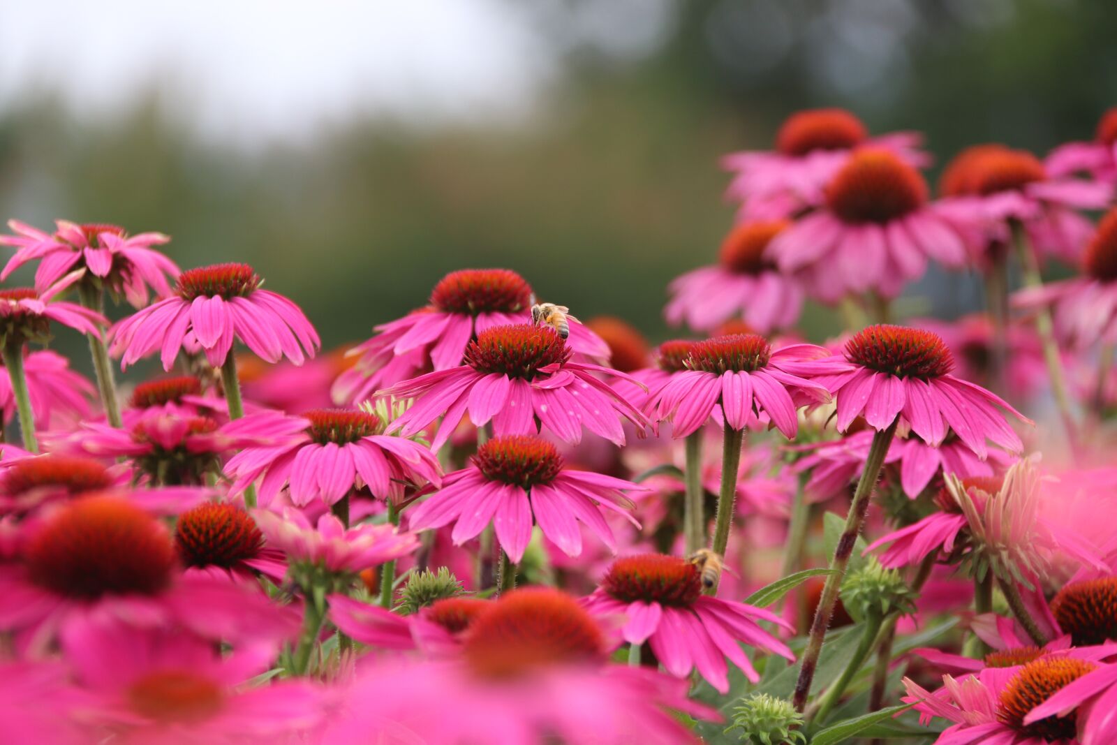 Canon EOS 800D (EOS Rebel T7i / EOS Kiss X9i) sample photo. Coneflower, cone flower, nature photography