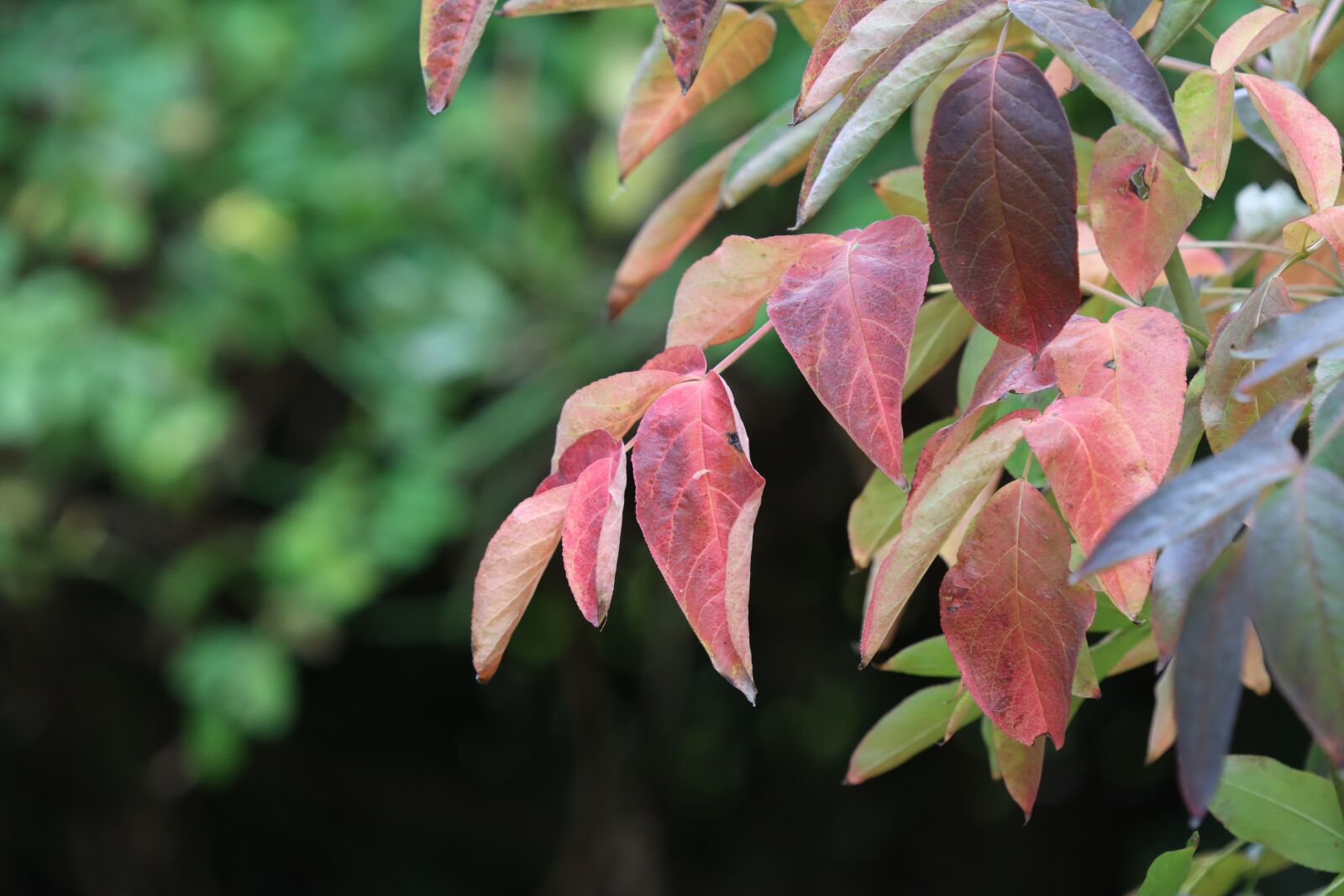 Canon EF 180mm F3.5L Macro USM sample photo. Leaves, fall, color photography