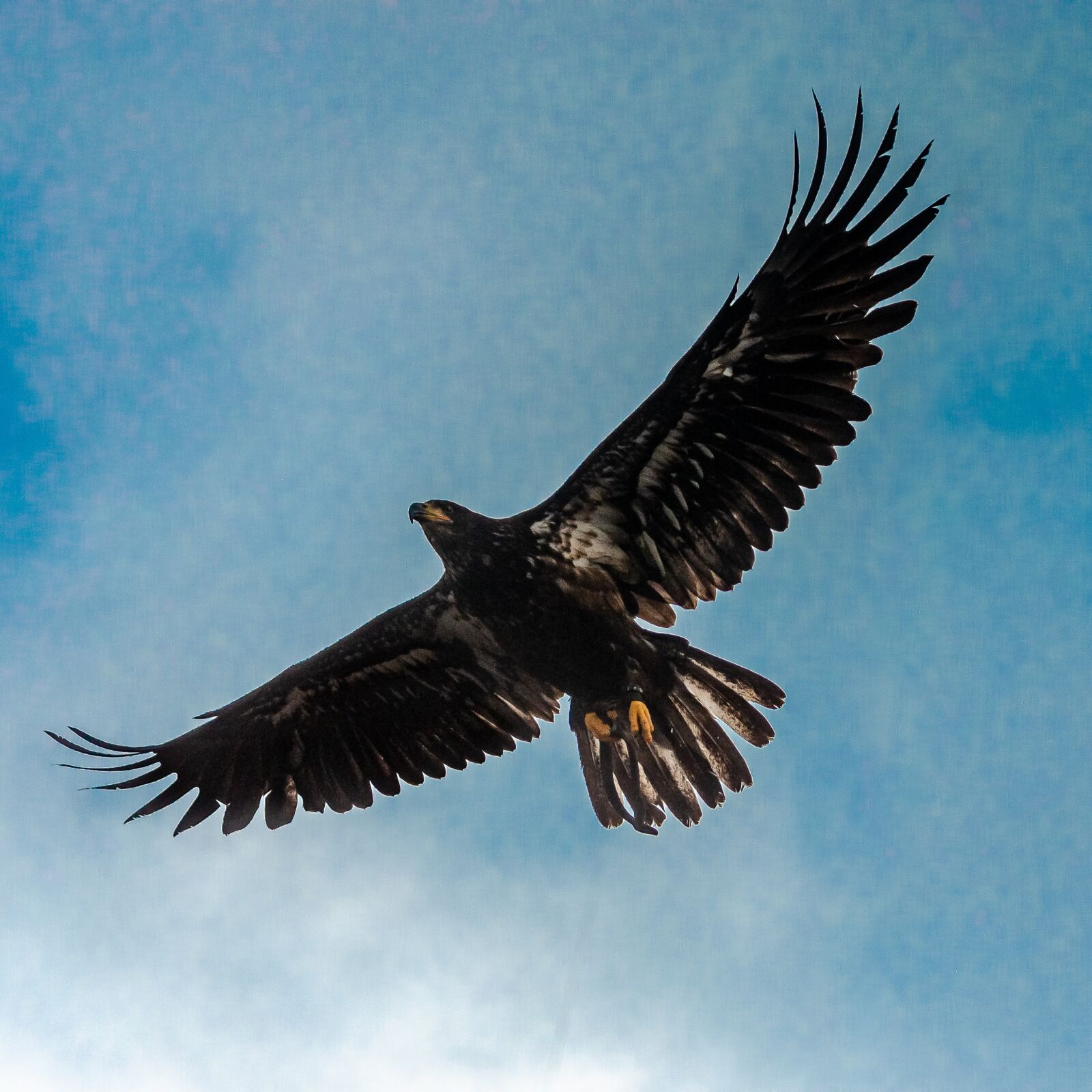 Nikon D7000 sample photo. Eagle, royal, flight photography