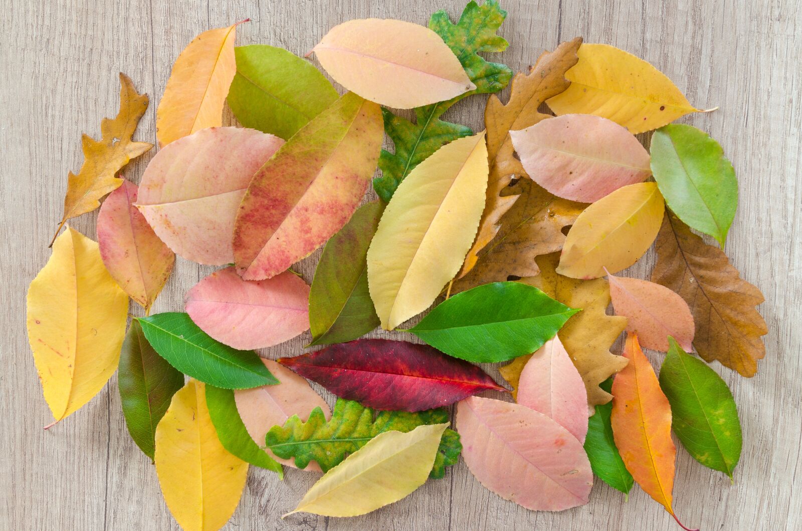 Nikon D5100 sample photo. Autumn, orange, nature photography