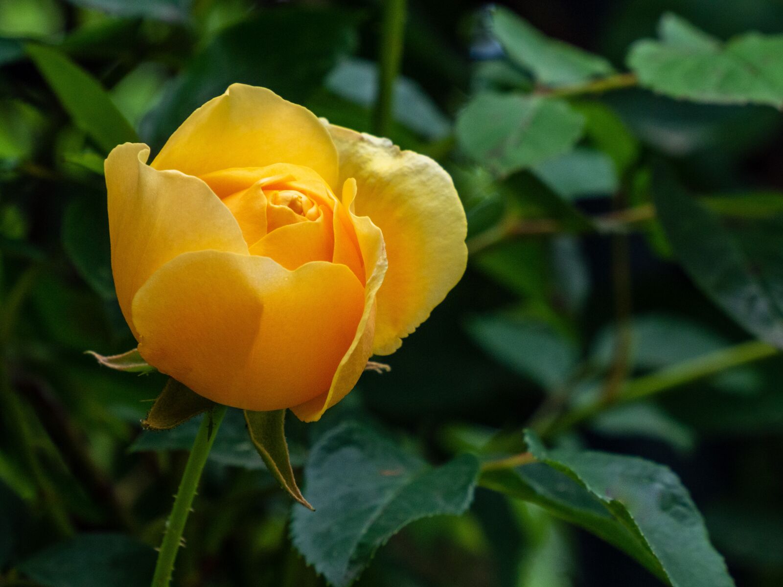 Olympus M.Zuiko Digital ED 12-200mm F3.5-6.3 sample photo. Rose, flower, bush photography