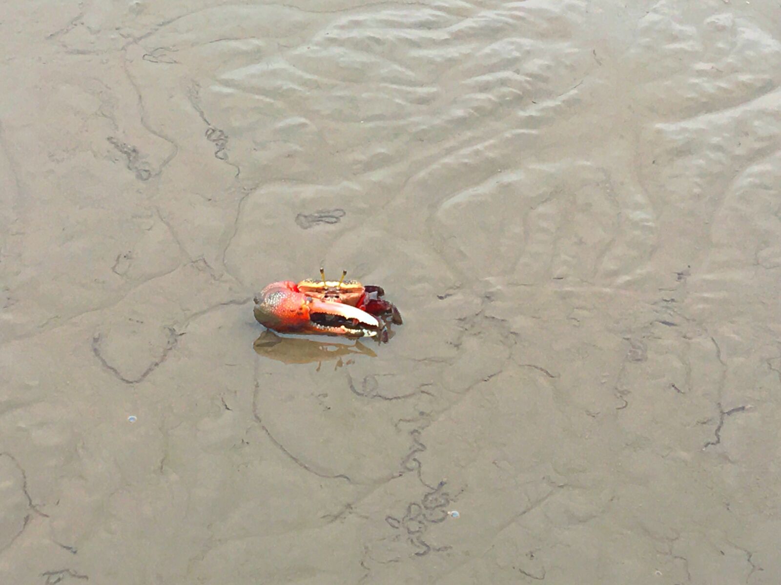 Apple iPhone 6s sample photo. Ariake sea, fiddler, crab photography
