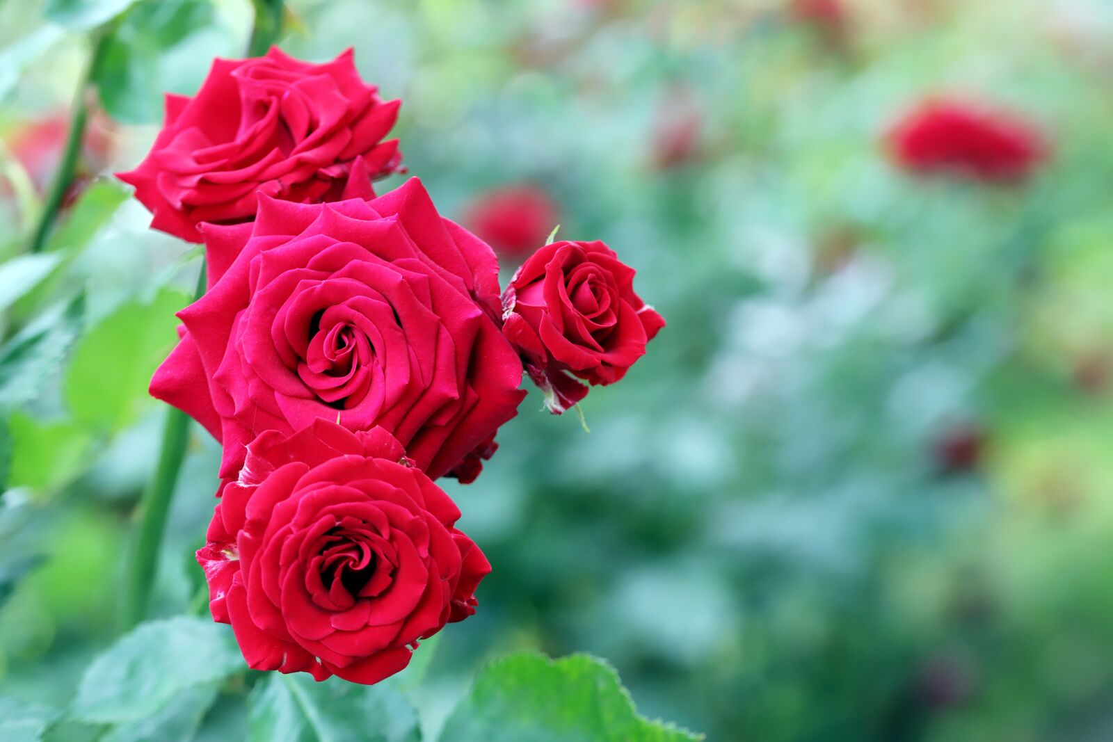 Canon EOS 6D Mark II sample photo. Rose, flowers, love photography