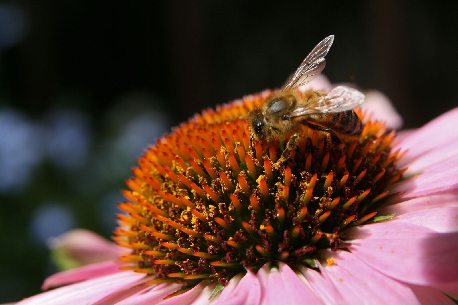 Canon EOS 400D (EOS Digital Rebel XTi / EOS Kiss Digital X) sample photo. Bee, bees, wing photography