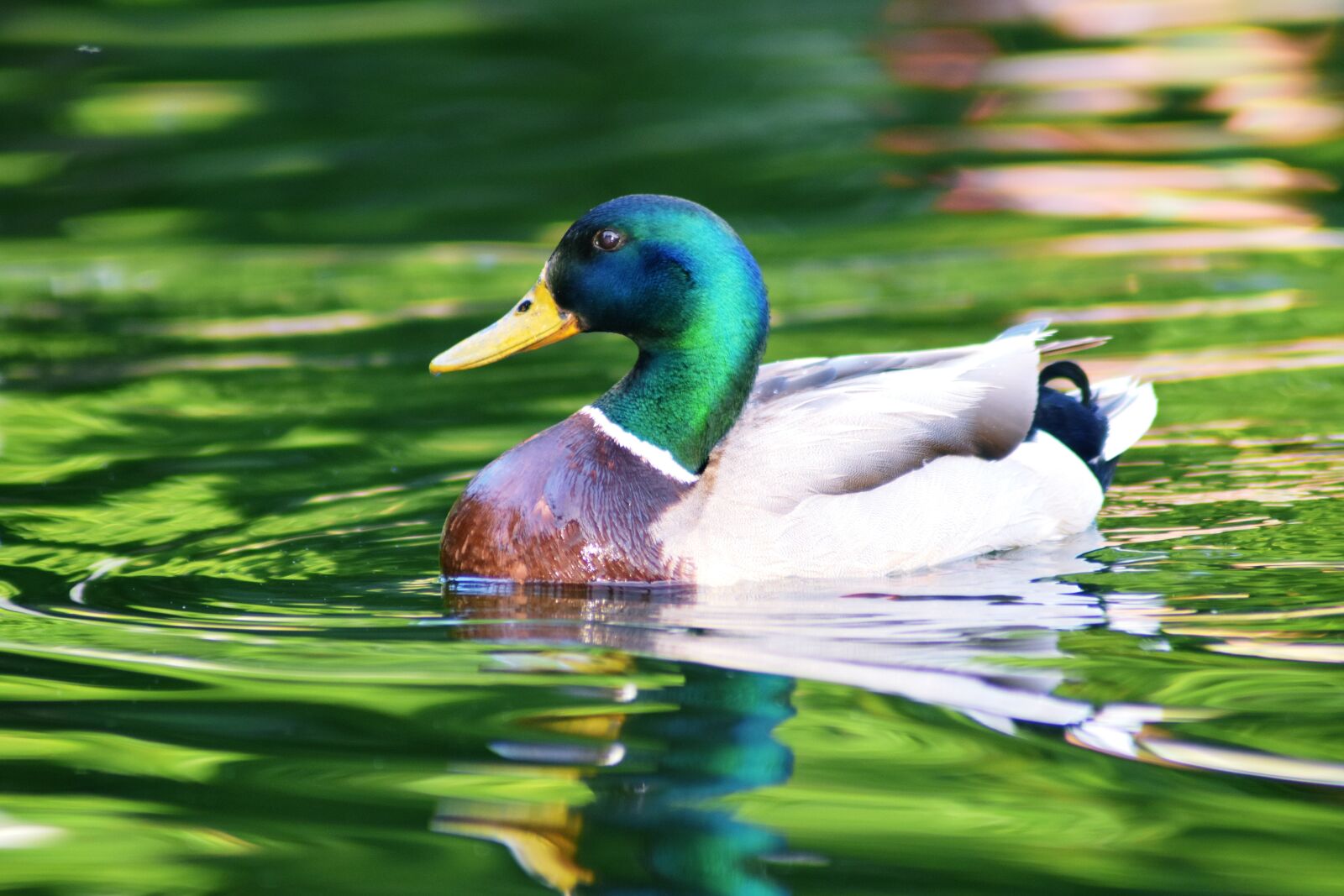 Nikon D3400 sample photo. Duck, lake, water photography