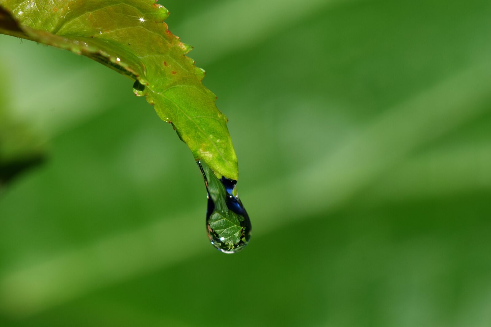 Nikon D3300 sample photo. Drip, leaf, drop of photography