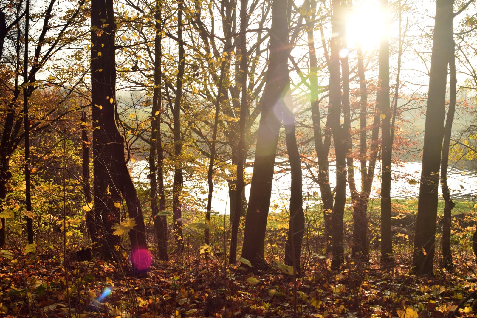 Nikon D3300 sample photo. Forest, trees, backlighting photography
