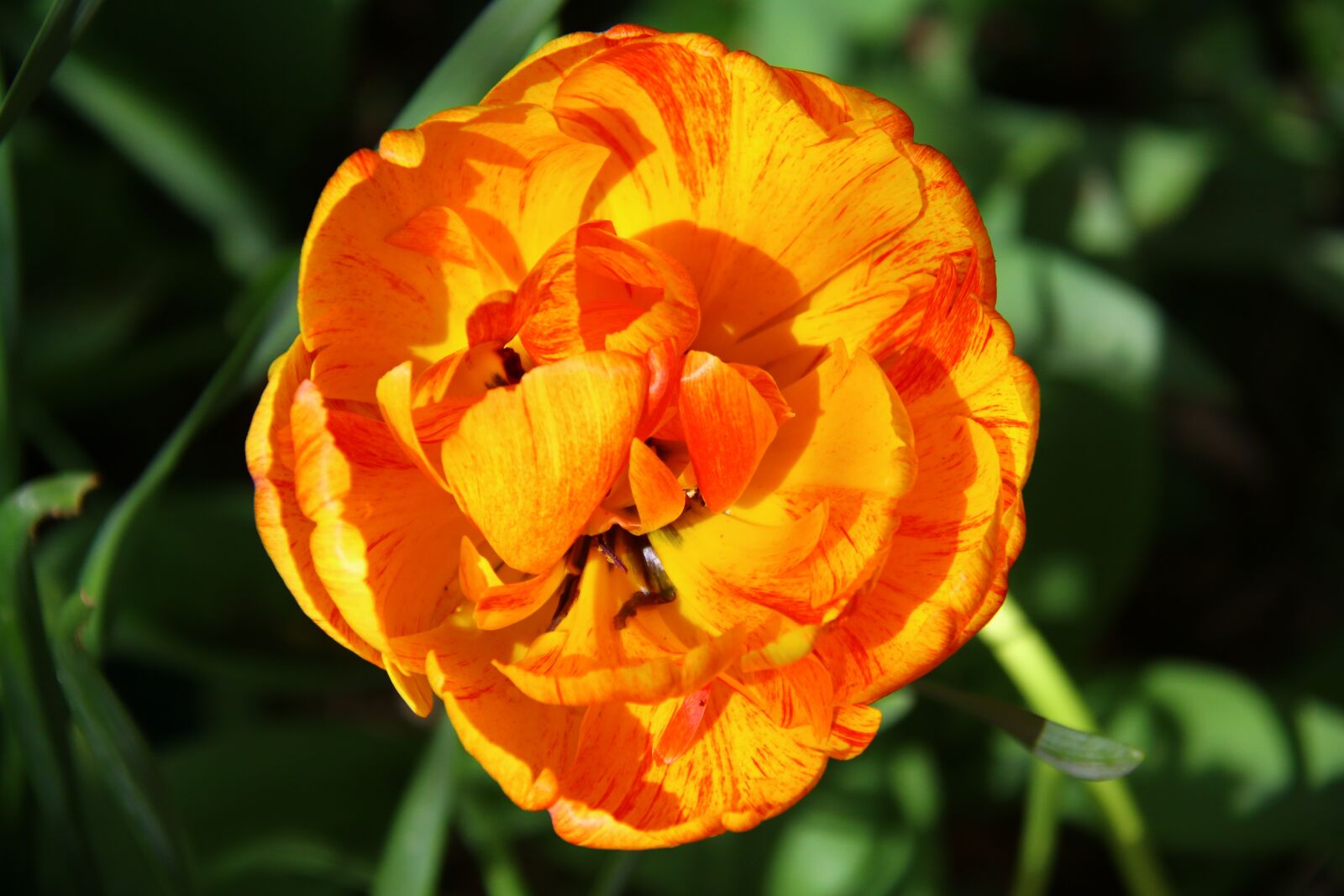 Canon EOS 70D sample photo. Tulip, orange, flower photography