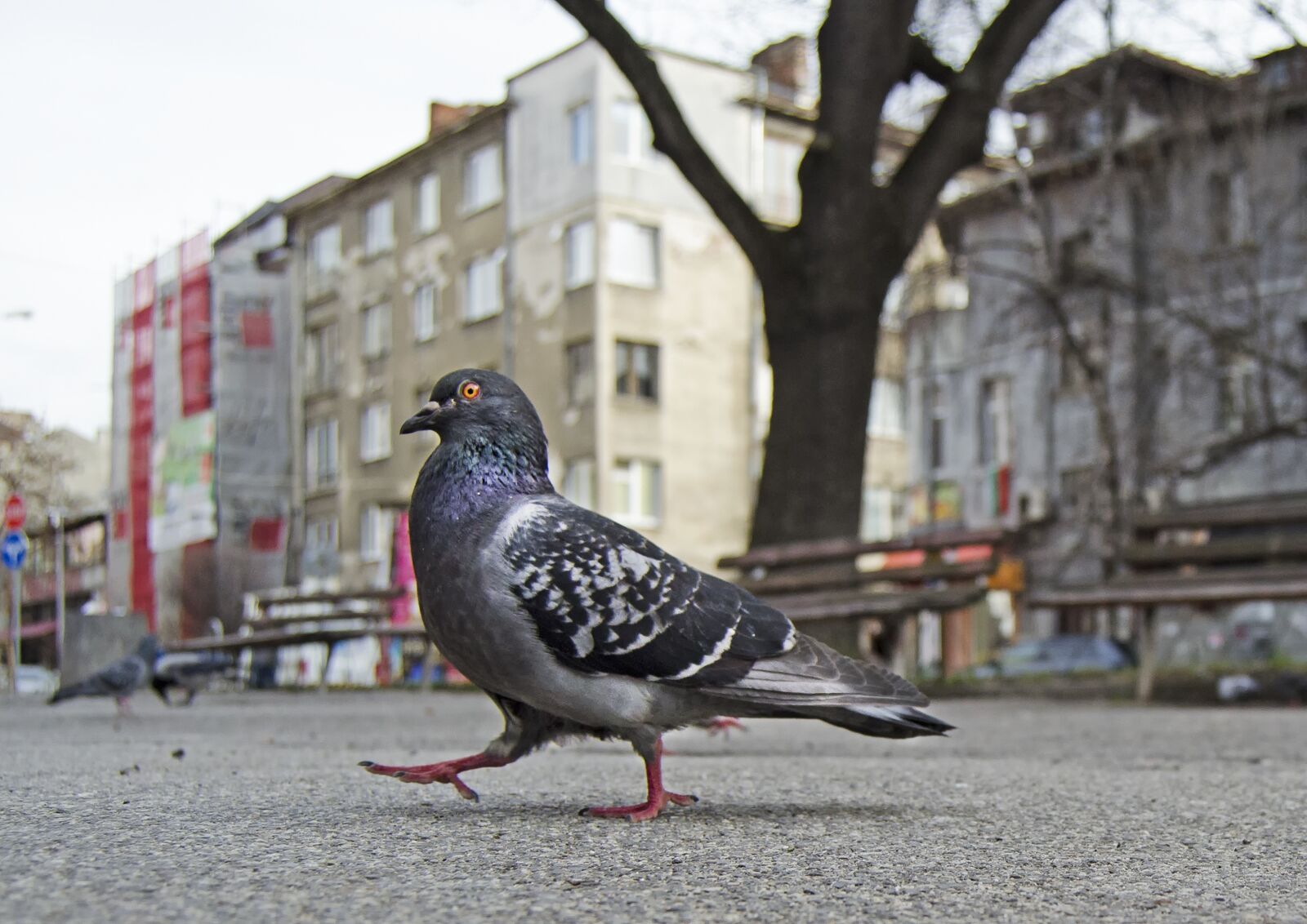 Nikon D5100 sample photo. Pigeon, strutting, park photography