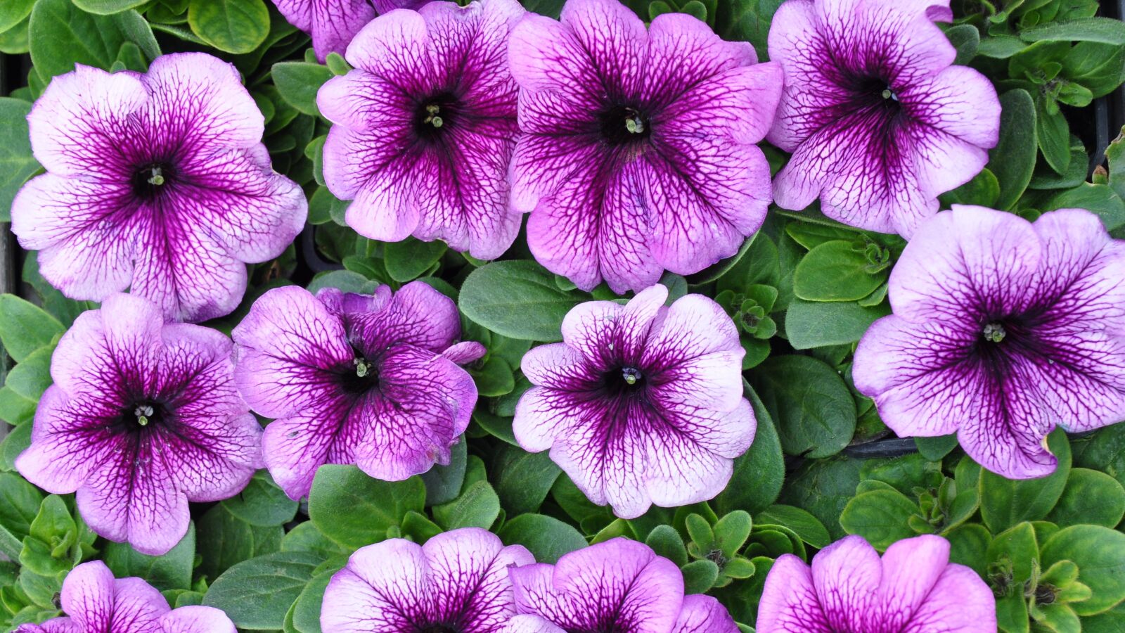 Nikon D90 sample photo. Garden flowers, summer, purple photography