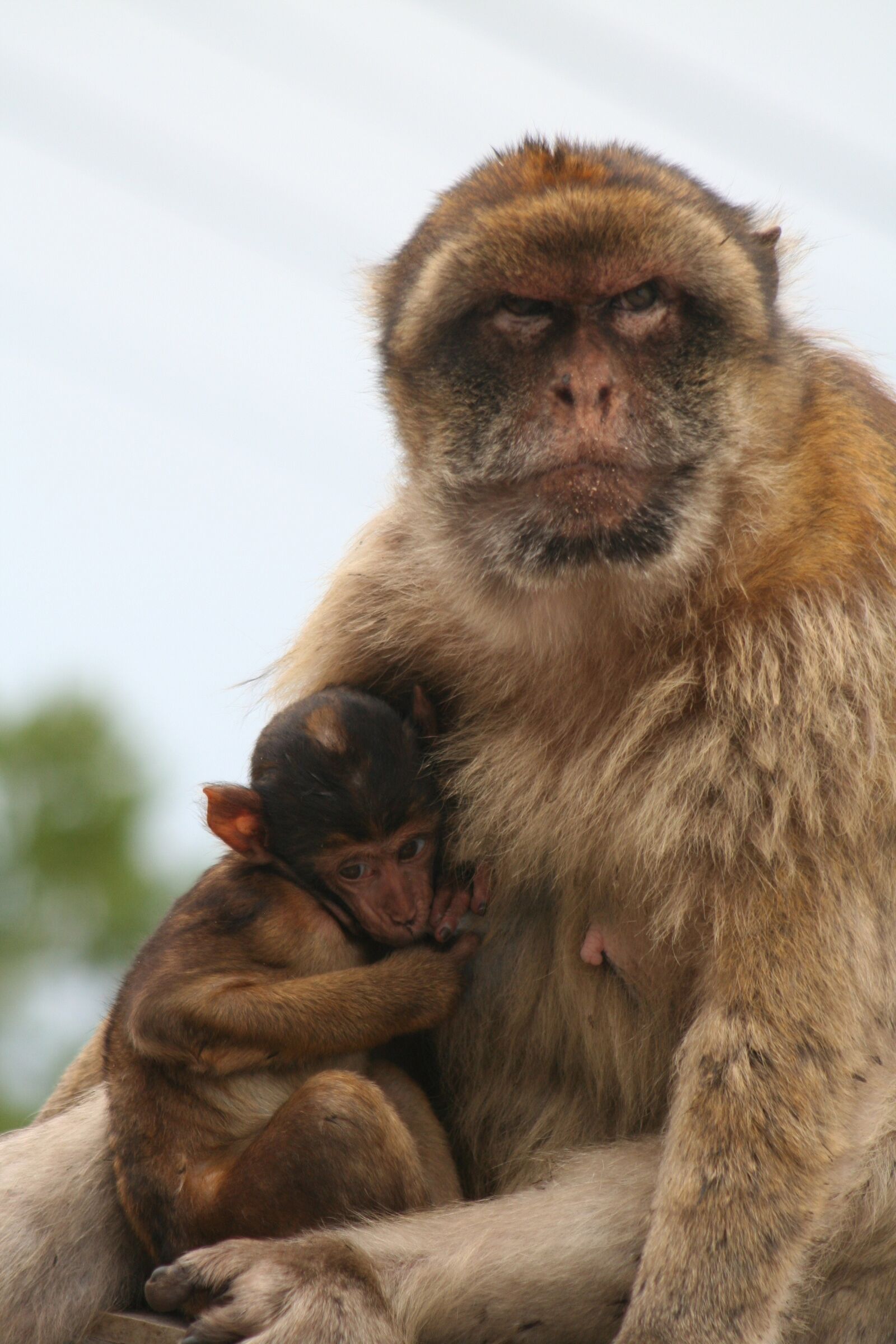 Canon EOS 350D (EOS Digital Rebel XT / EOS Kiss Digital N) sample photo. Barbary ape, gibraltar, monkey photography