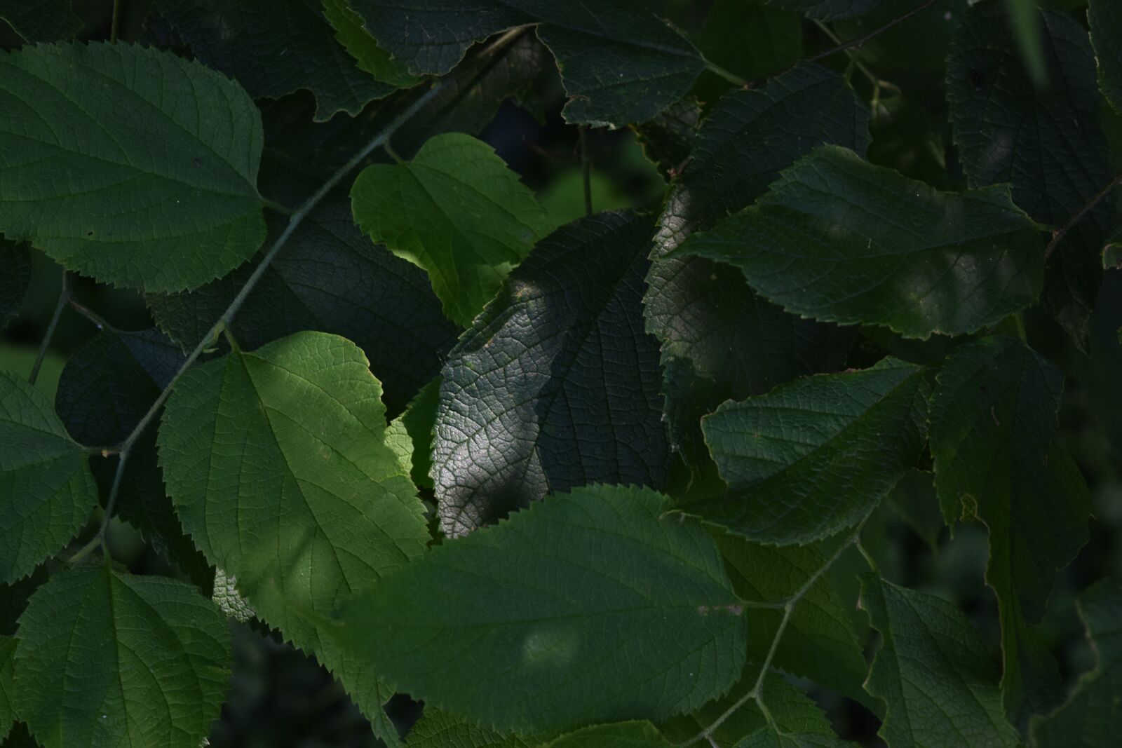 Nikon D3300 sample photo. Green leaves, leaves, green photography