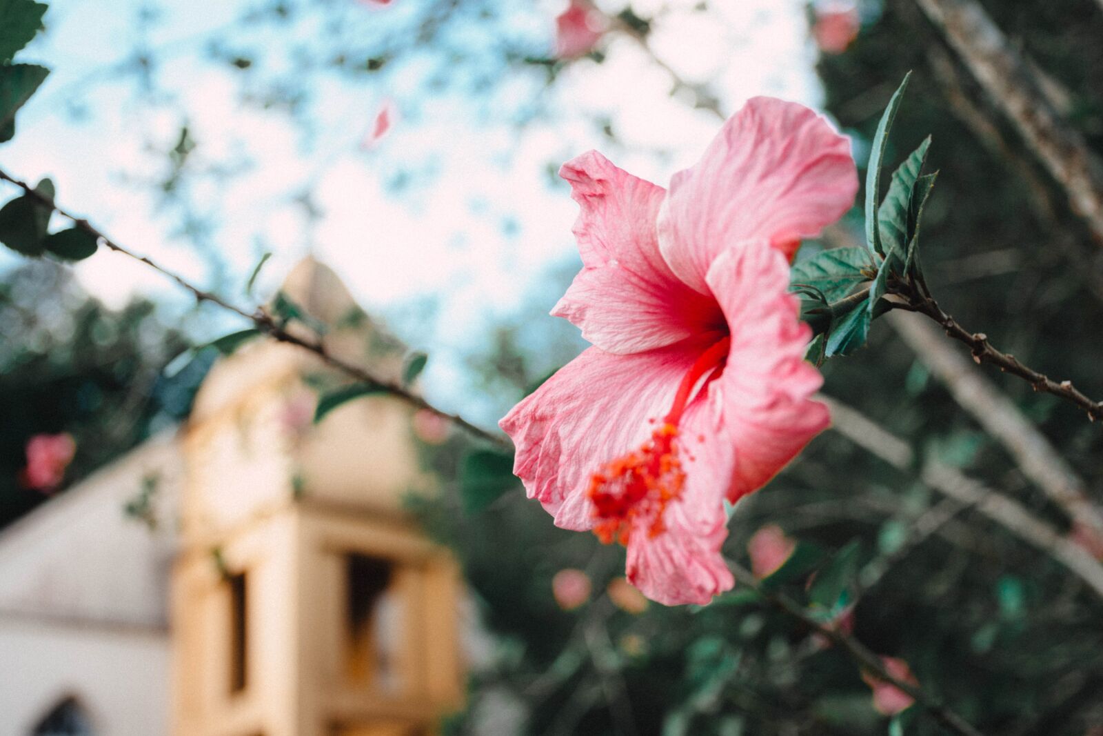 Nikon D7200 sample photo. Flower, winter, pink photography