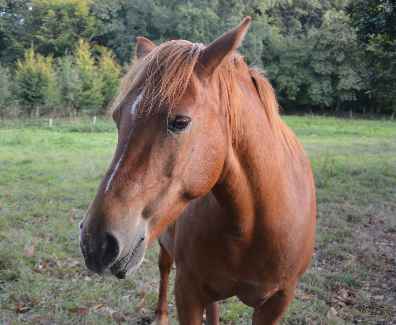 Nikon D5200 sample photo. Horse, mare, portrait photography