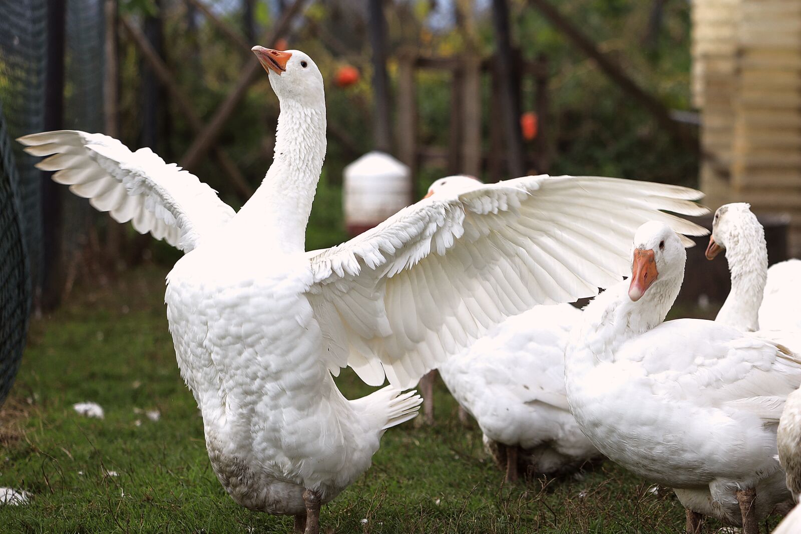 Canon EOS R sample photo. Goose, bird, poultry photography
