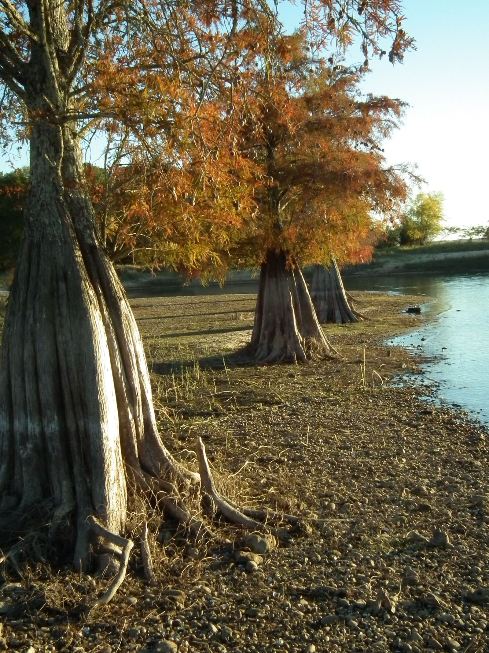 FujiFilm FinePix HS10 (FinePix HS11) sample photo. Cypress, trees, nature photography