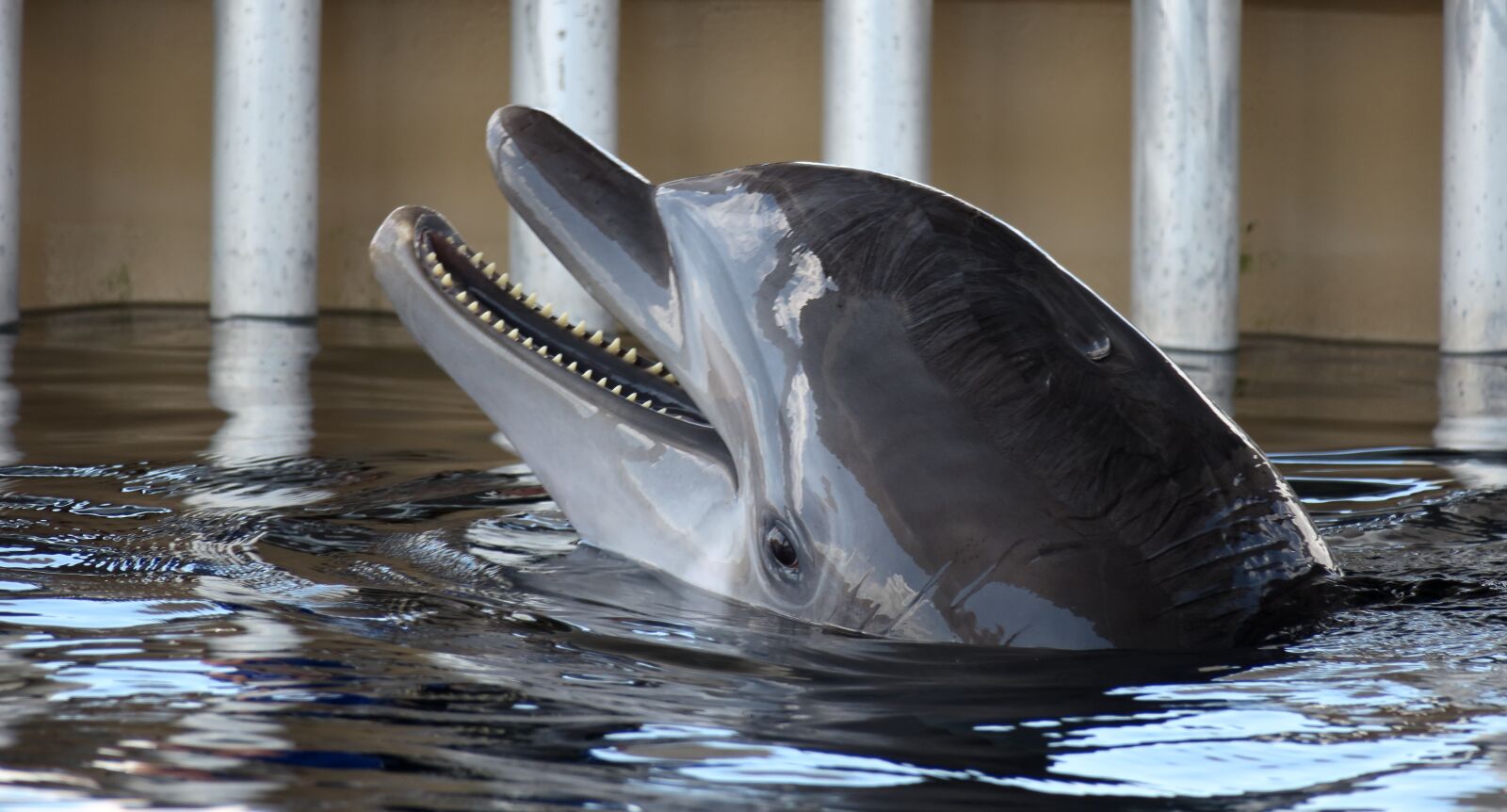 Canon PowerShot G3 X sample photo. Dolphin, bottle nose, dolphin photography