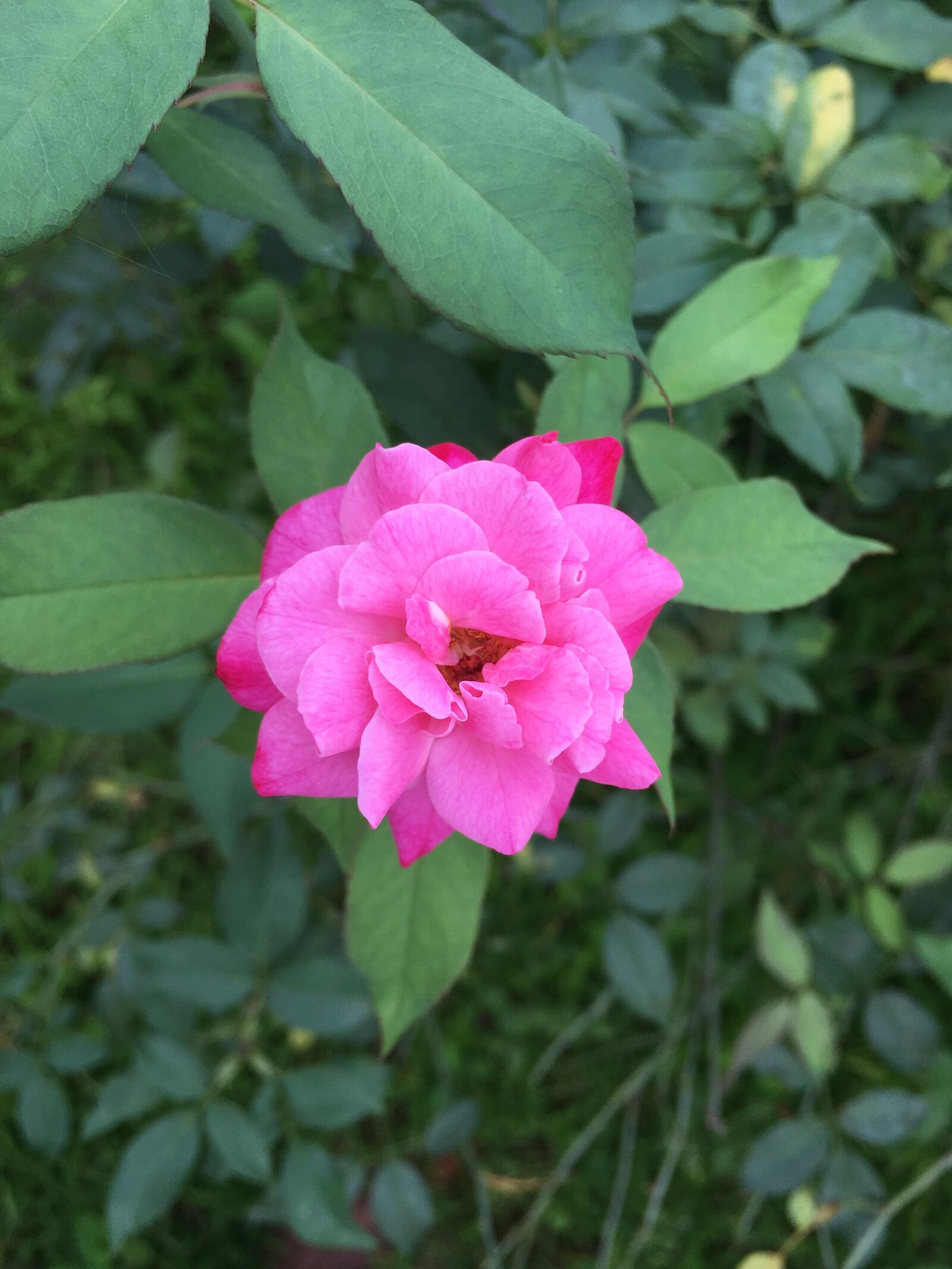 Apple iPhone 6s sample photo. Rose photography
