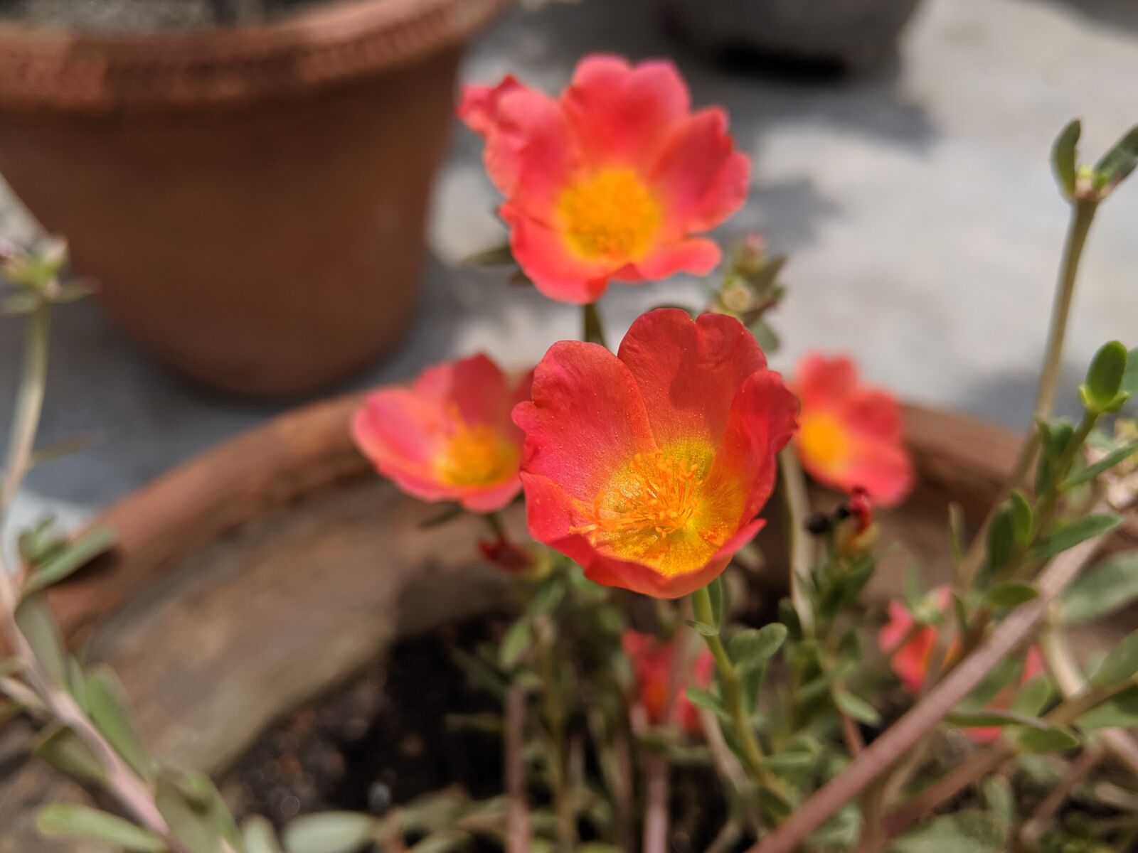 HMD Global Nokia 8 Sirocco sample photo. Flower, small, red photography