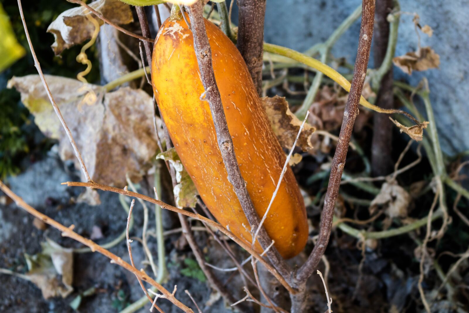 Canon EOS 750D (EOS Rebel T6i / EOS Kiss X8i) sample photo. Food, vegetable, plant photography