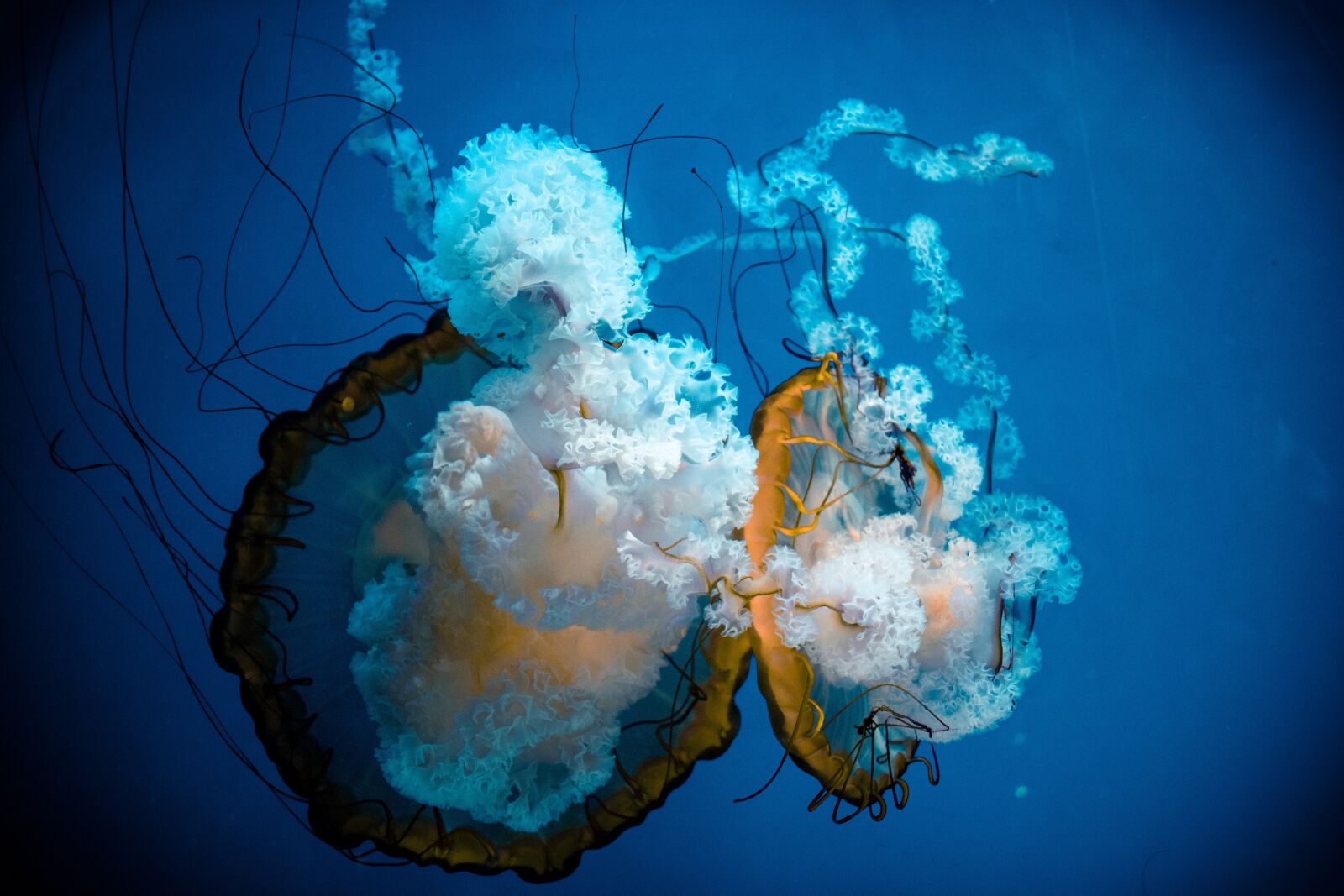 Nikon D3300 sample photo. Water, underwater, diving photography