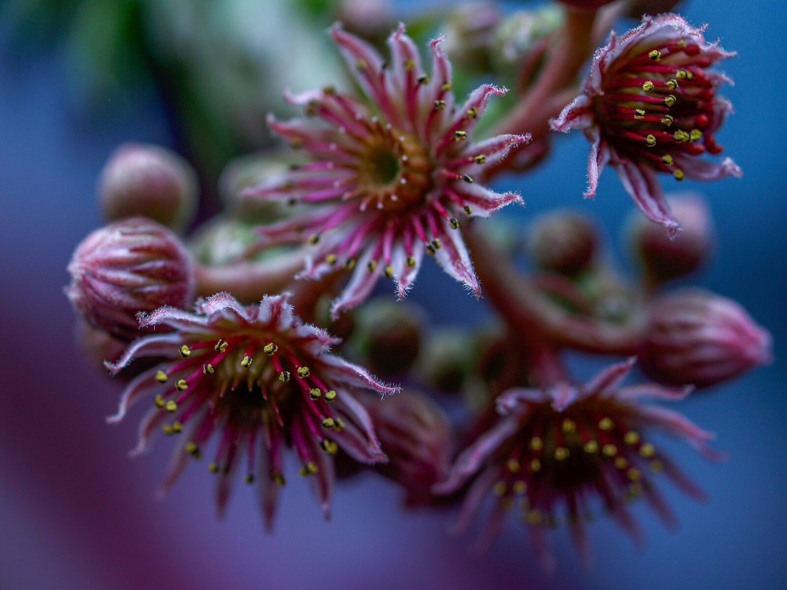 Olympus E-500 (EVOLT E-500) sample photo. Flower, flowering, sukulent photography